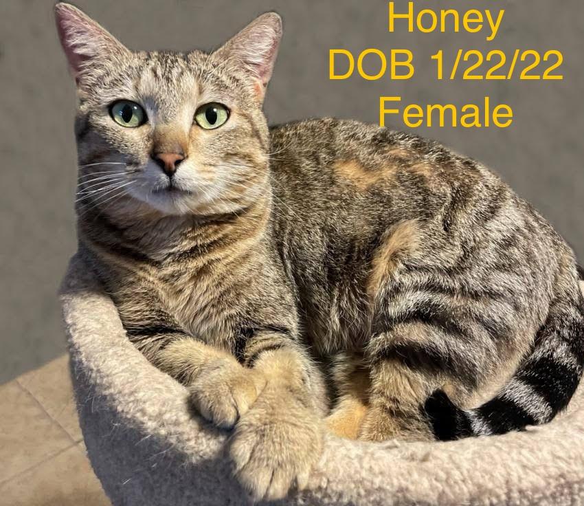 Reduced Adoption Fees - Female