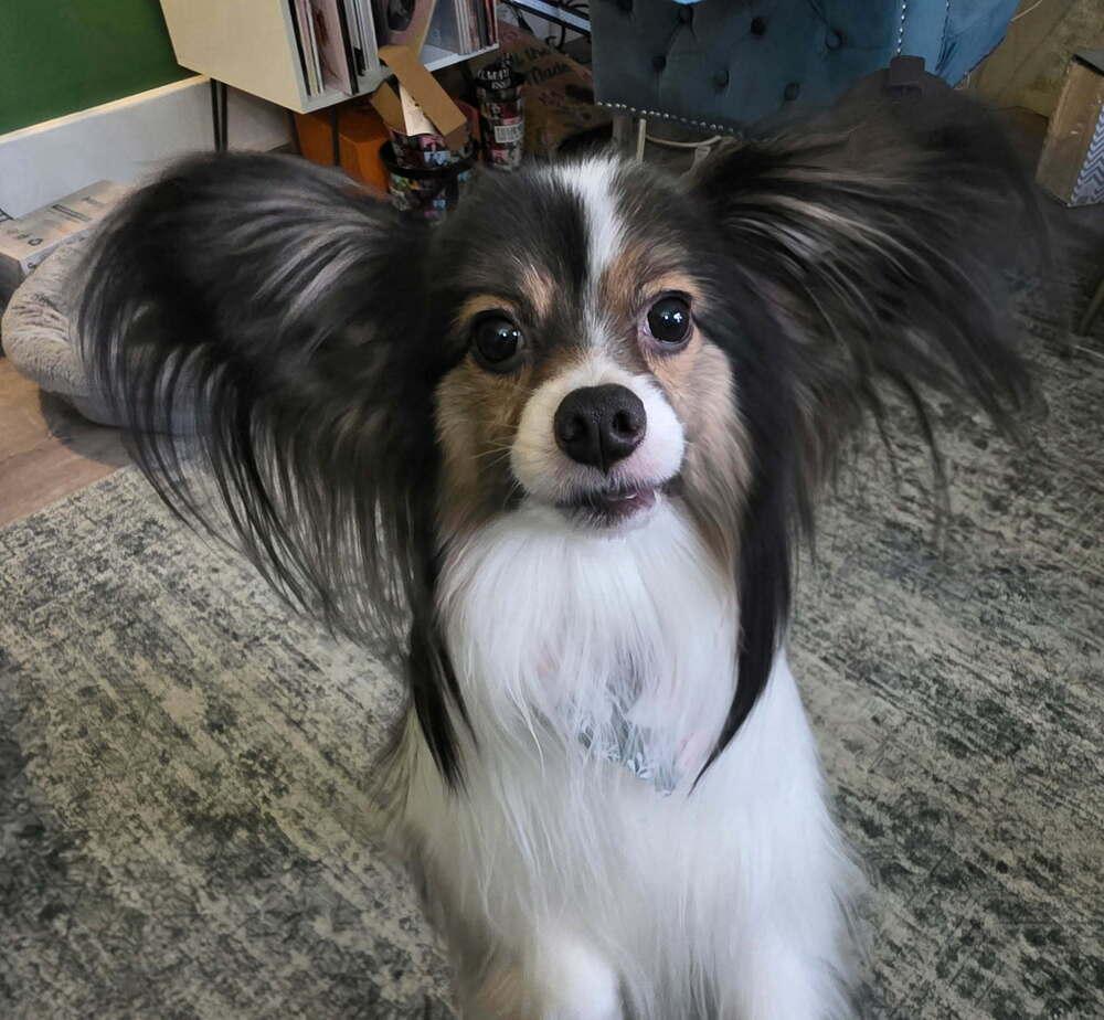 Enlarge Zeus, a Adoptable Papillon in Grand Rapids, MI image 1/3