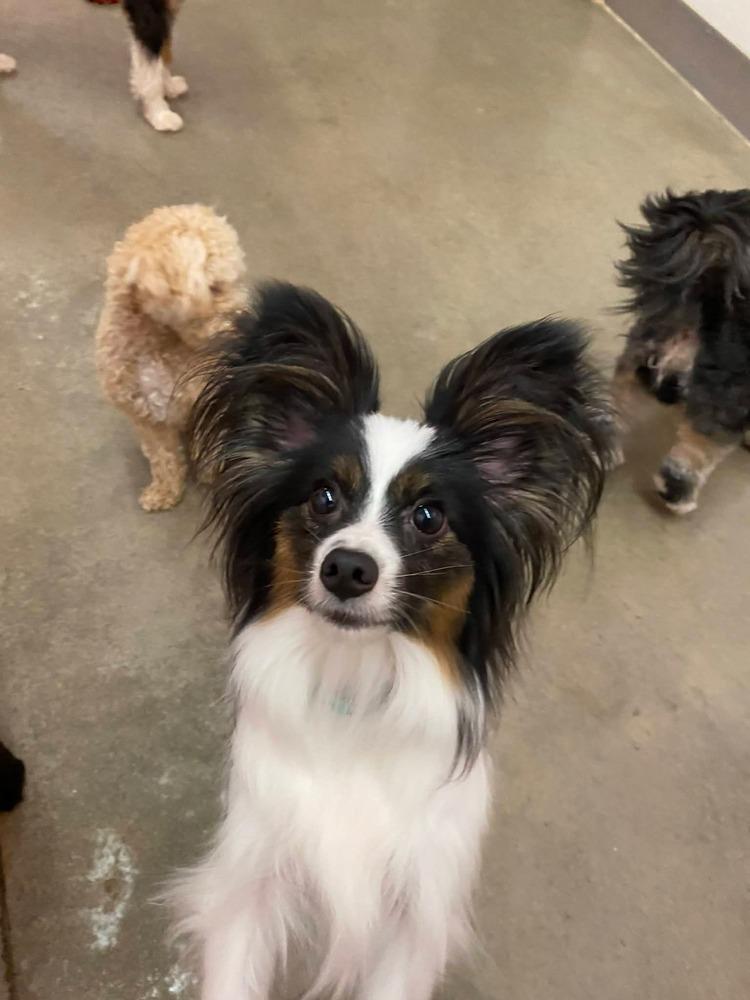 Enlarge Zeus, a Adoptable Papillon in Grand Rapids, MI image 2/3