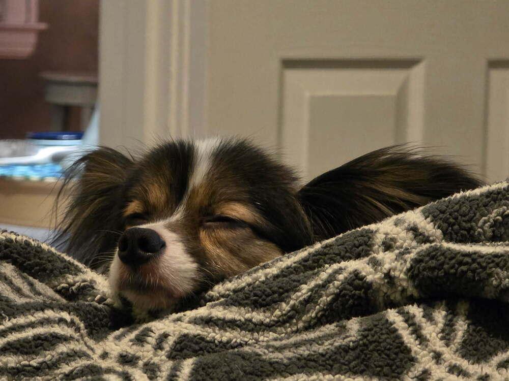 Enlarge Zeus, a Adoptable Papillon in Grand Rapids, MI image 3/3