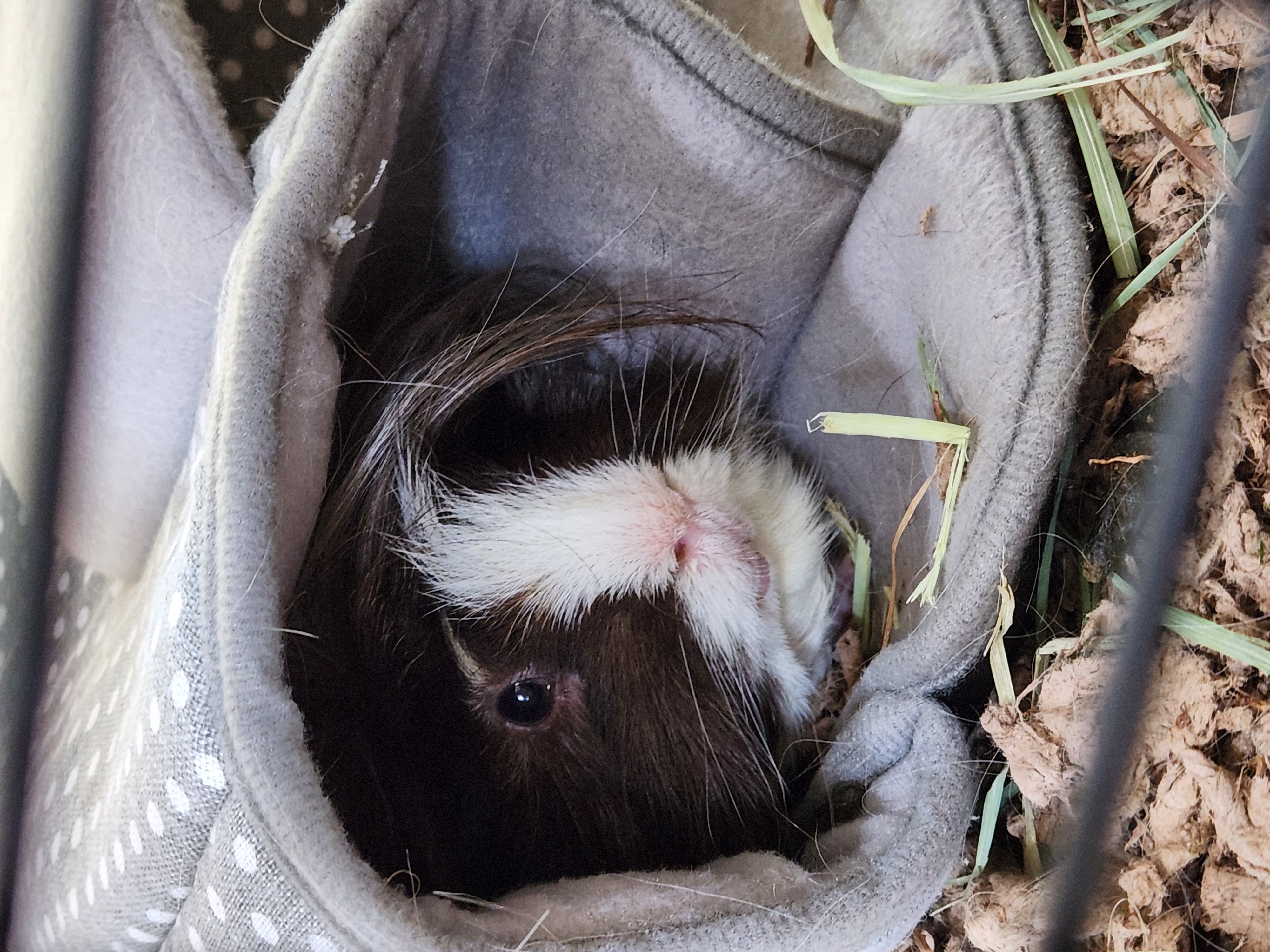 Enlarge Gizmo, a Adopted Peruvian in Angleton, TX image 4/4