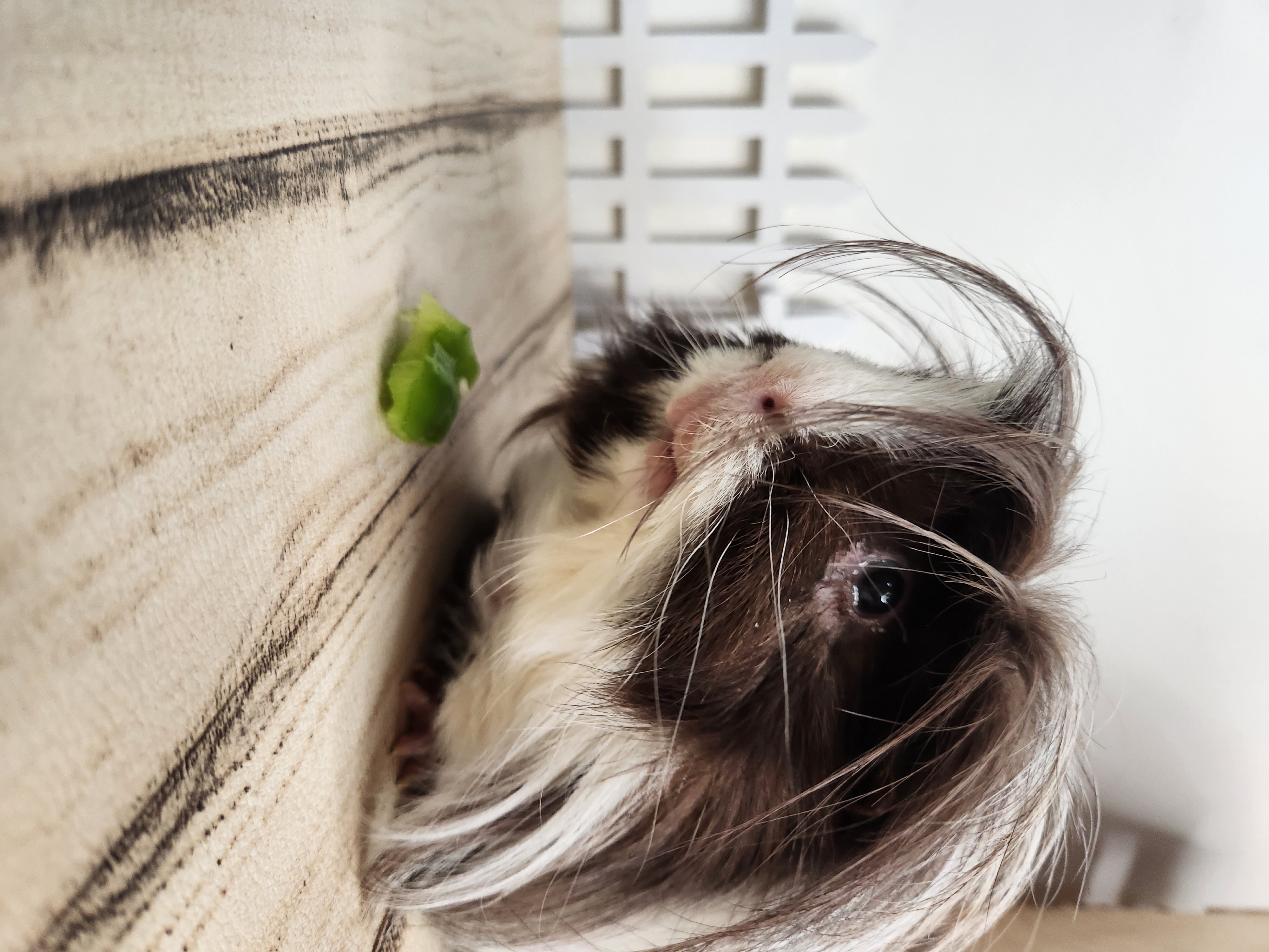 Enlarge Gizmo, a Adopted Peruvian in Angleton, TX image 2/4