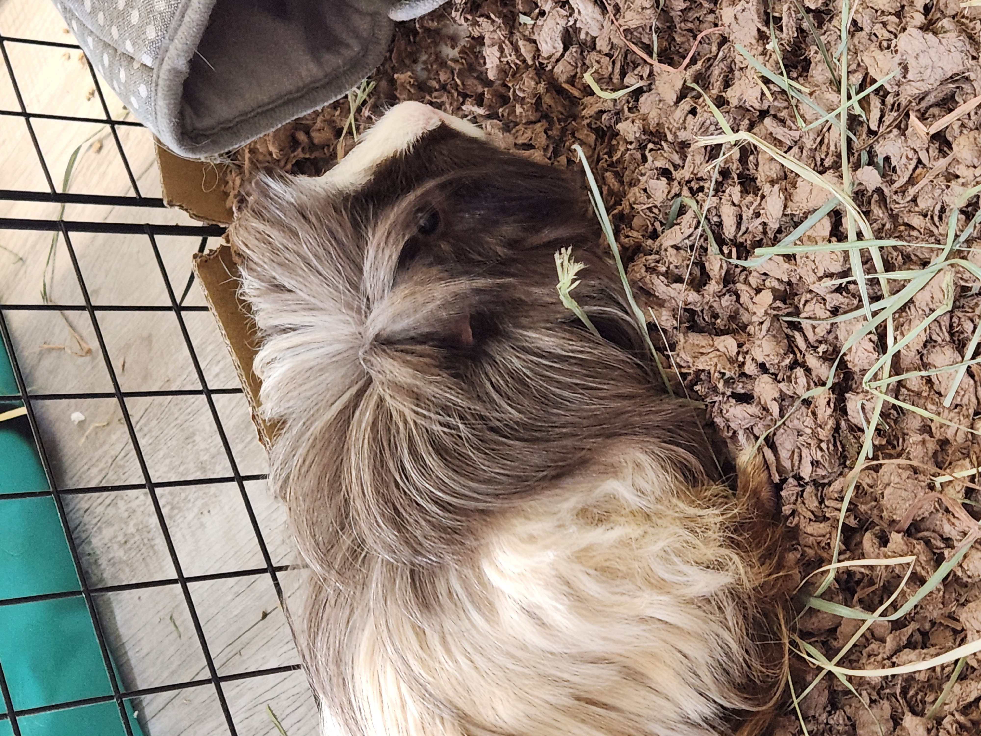 Enlarge Gizmo, a Adopted Peruvian in Angleton, TX image 3/4