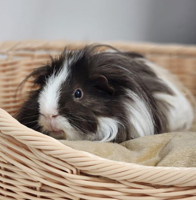 Gizmo, Adopted, Adult Male Peruvian.