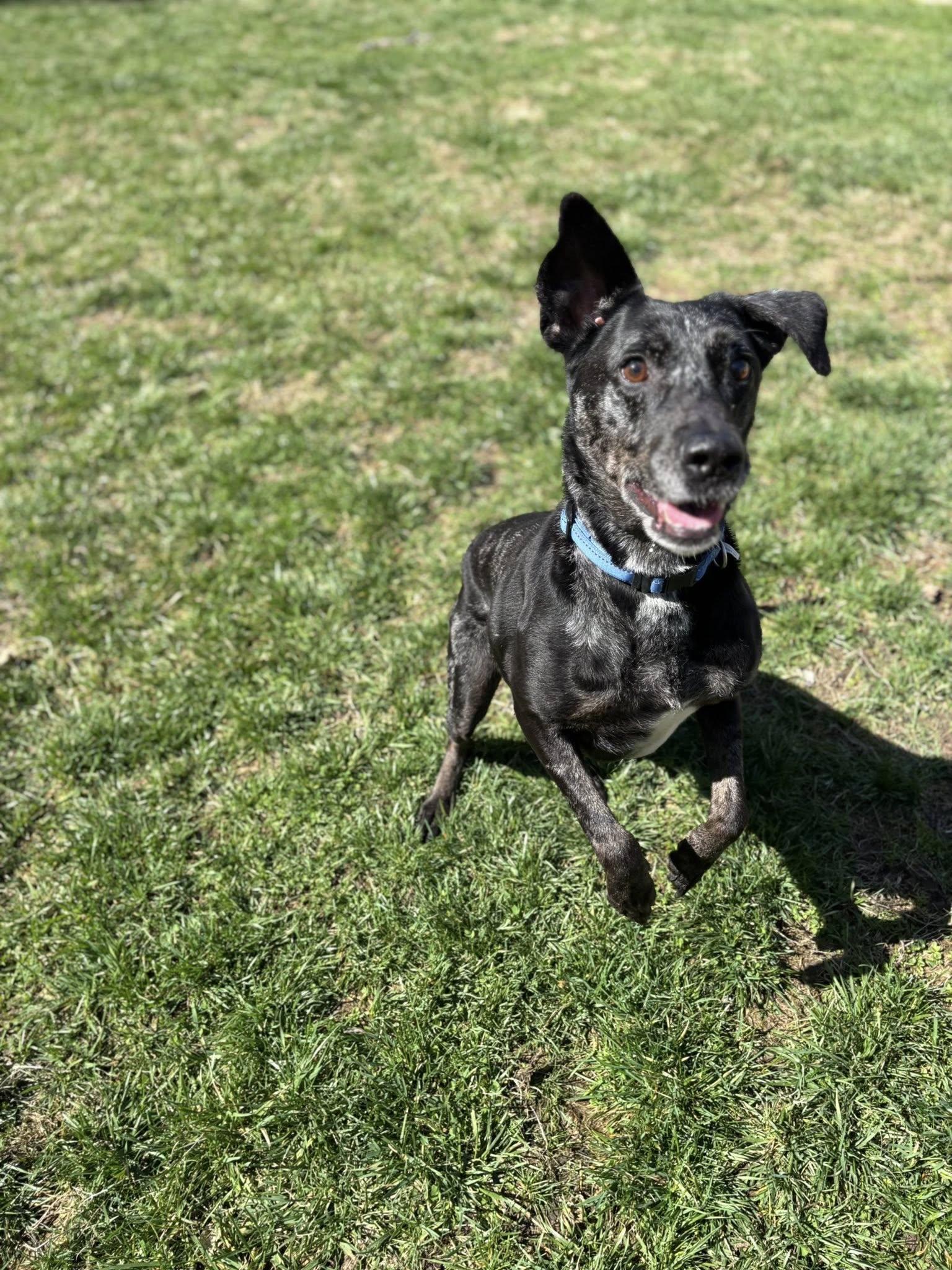 Enlarge Gabriel, a ADOPTABLE mixed breed in Saint Charles, MO image 3/5