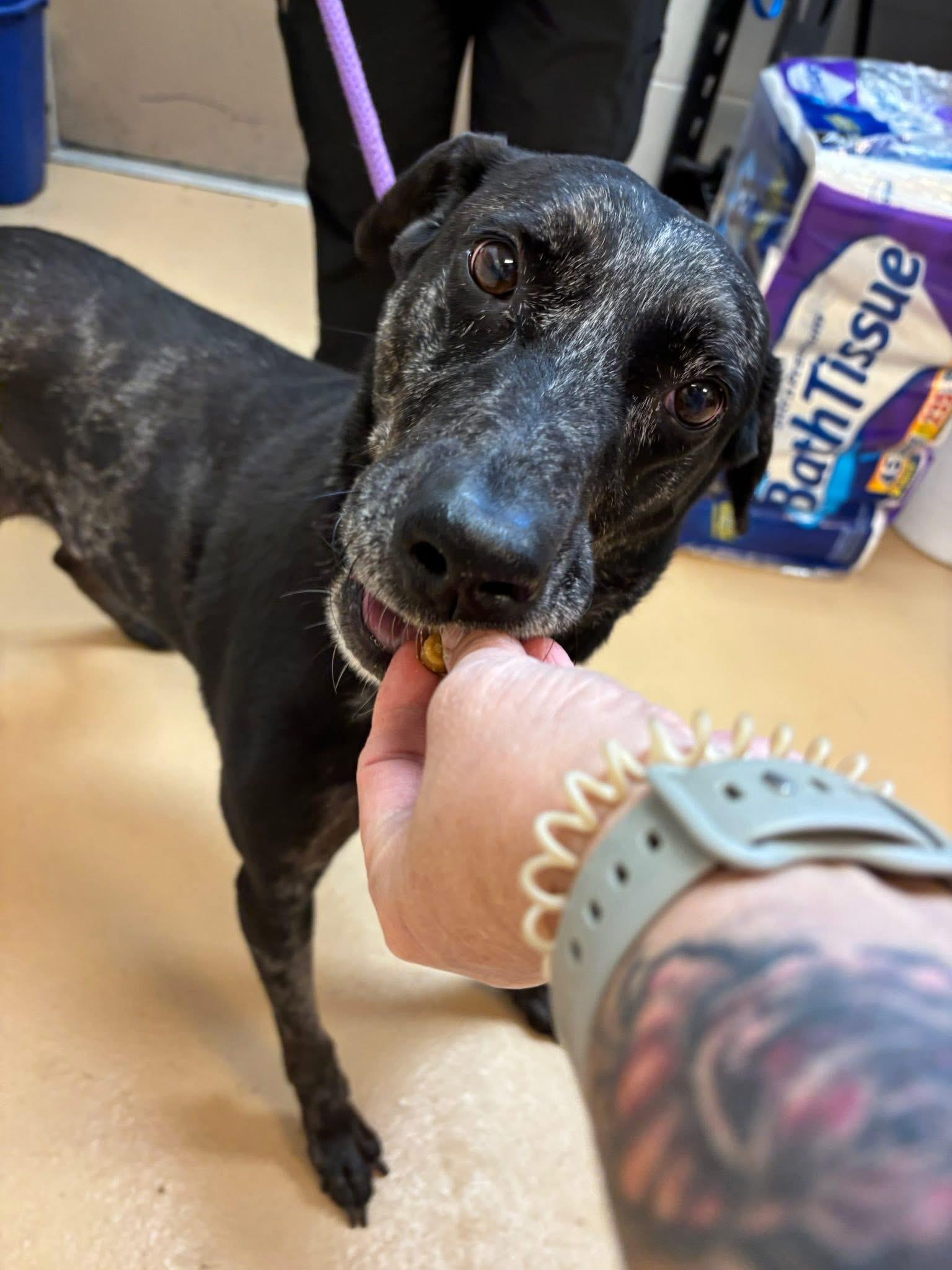 Enlarge Gabriel, a ADOPTABLE mixed breed in Saint Charles, MO image 1/2