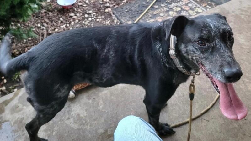 Enlarge Gabriel, a ADOPTABLE mixed breed in Saint Charles, MO image 2/2