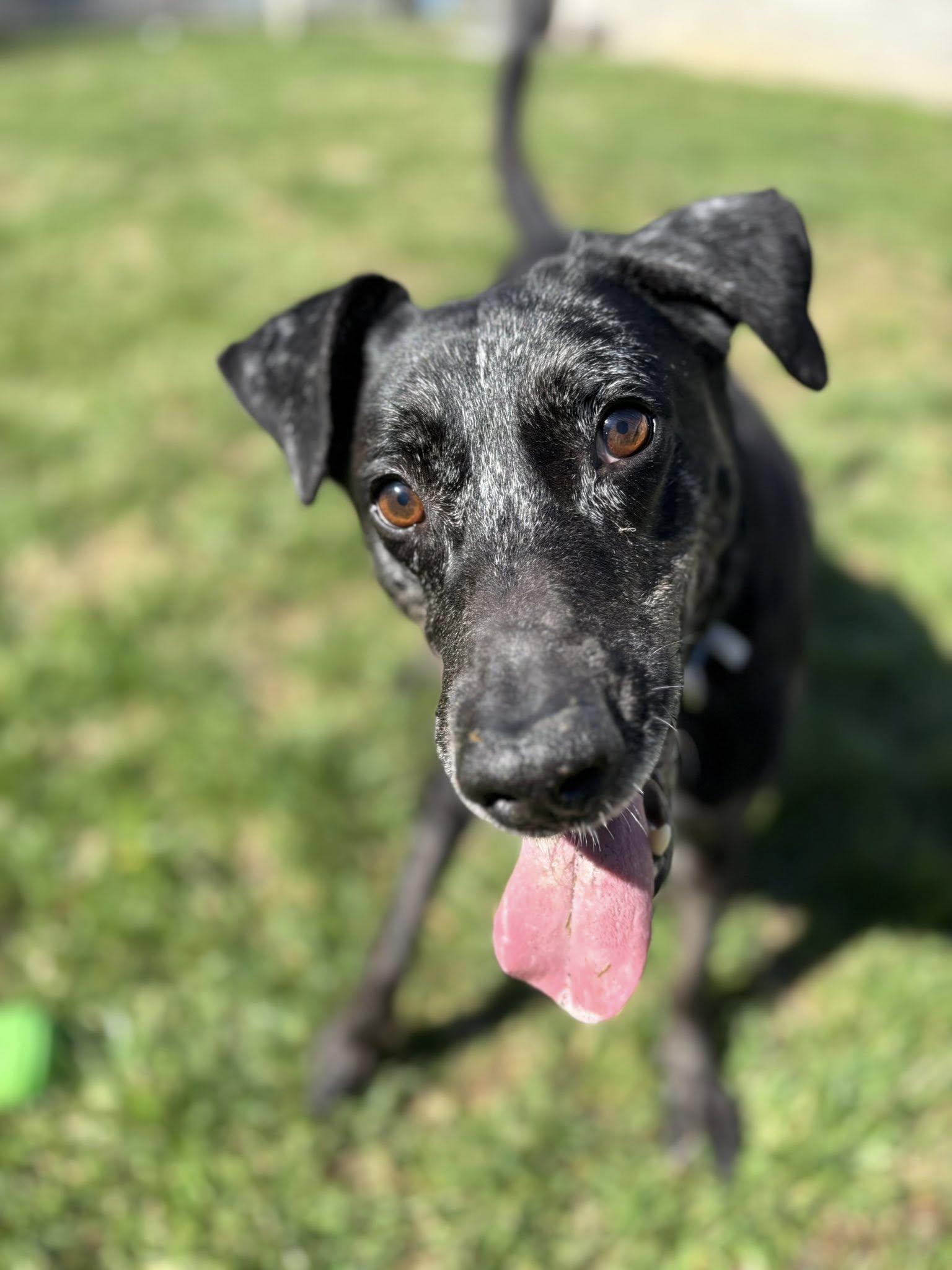 Enlarge Gabriel, a ADOPTABLE mixed breed in Saint Charles, MO image 2/5