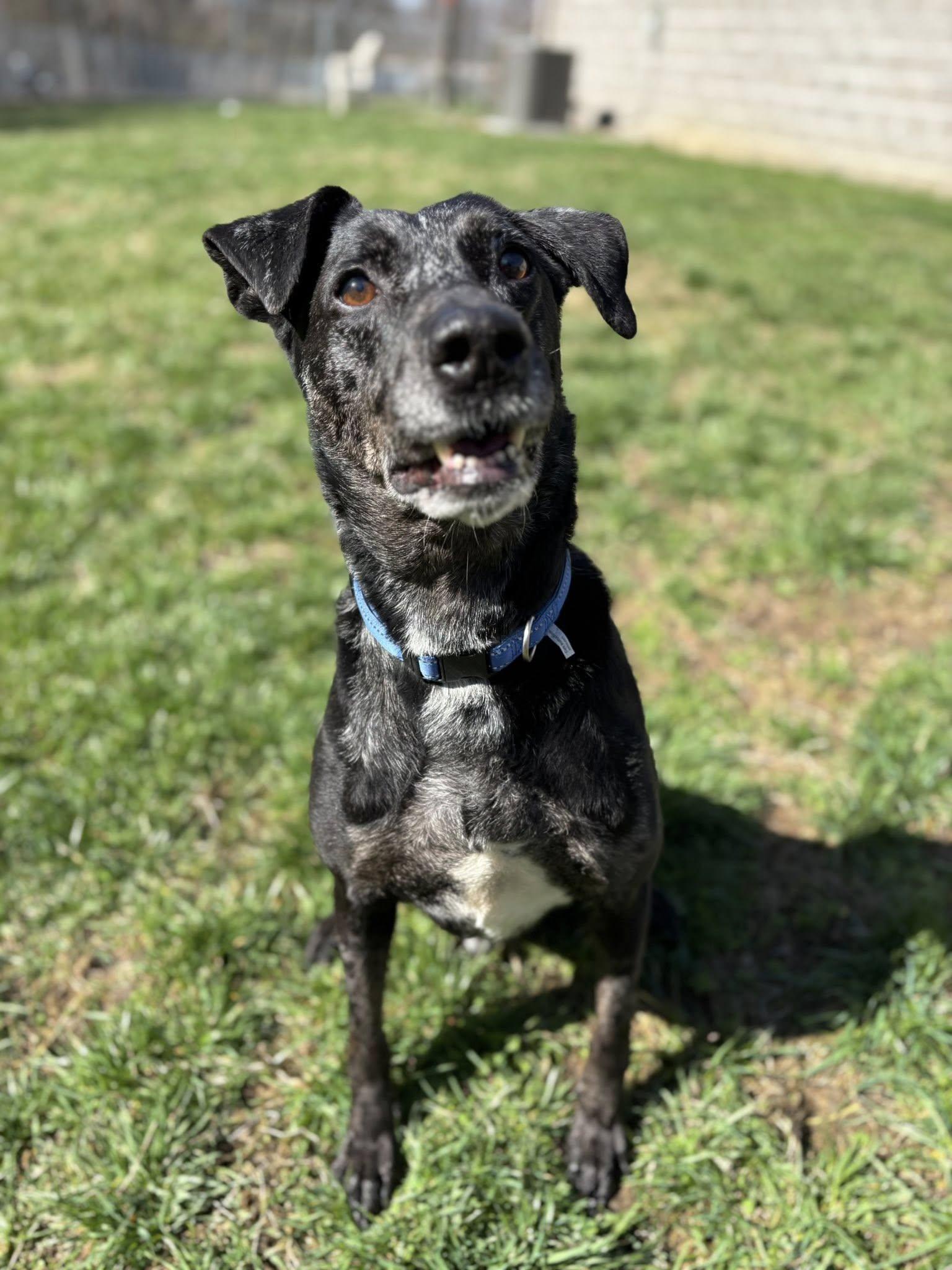 Enlarge Gabriel, a ADOPTABLE mixed breed in Saint Charles, MO image 1/5