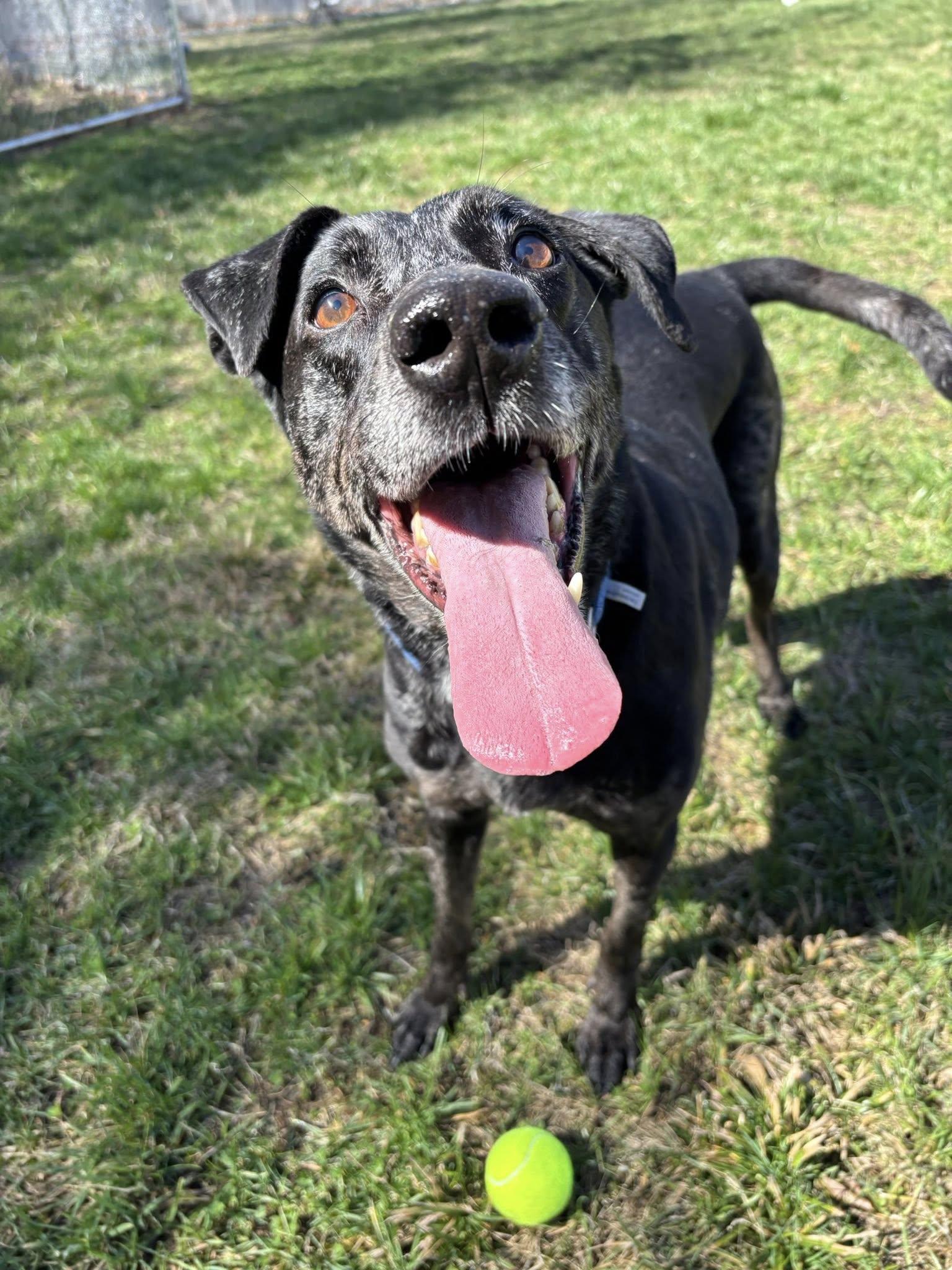 Enlarge Gabriel, a ADOPTABLE mixed breed in Saint Charles, MO image 4/5