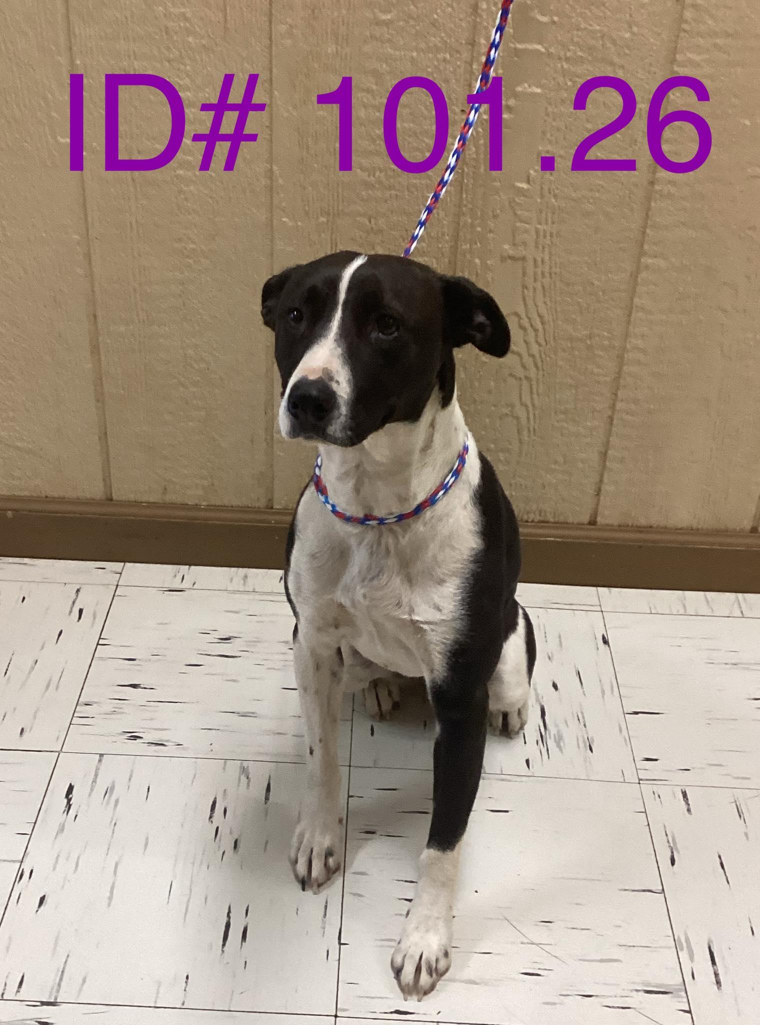 #101/26, ADOPTABLE, Young Female Basenji & Border Collie.