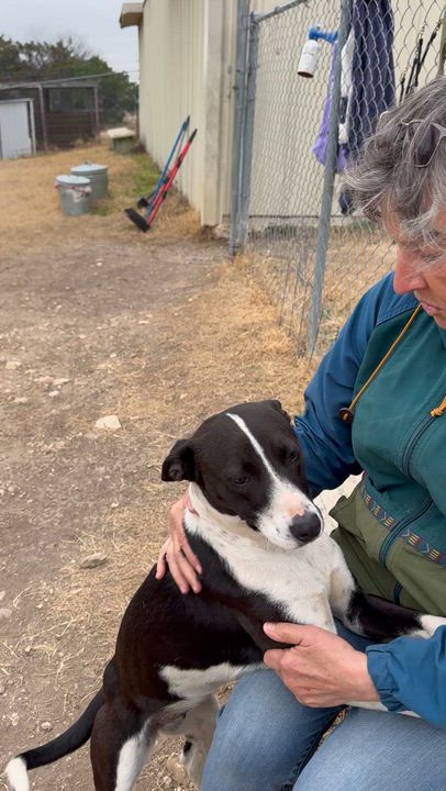 Enlarge #101/26, a ADOPTABLE mixed breed in Kerrville, TX video 2/2