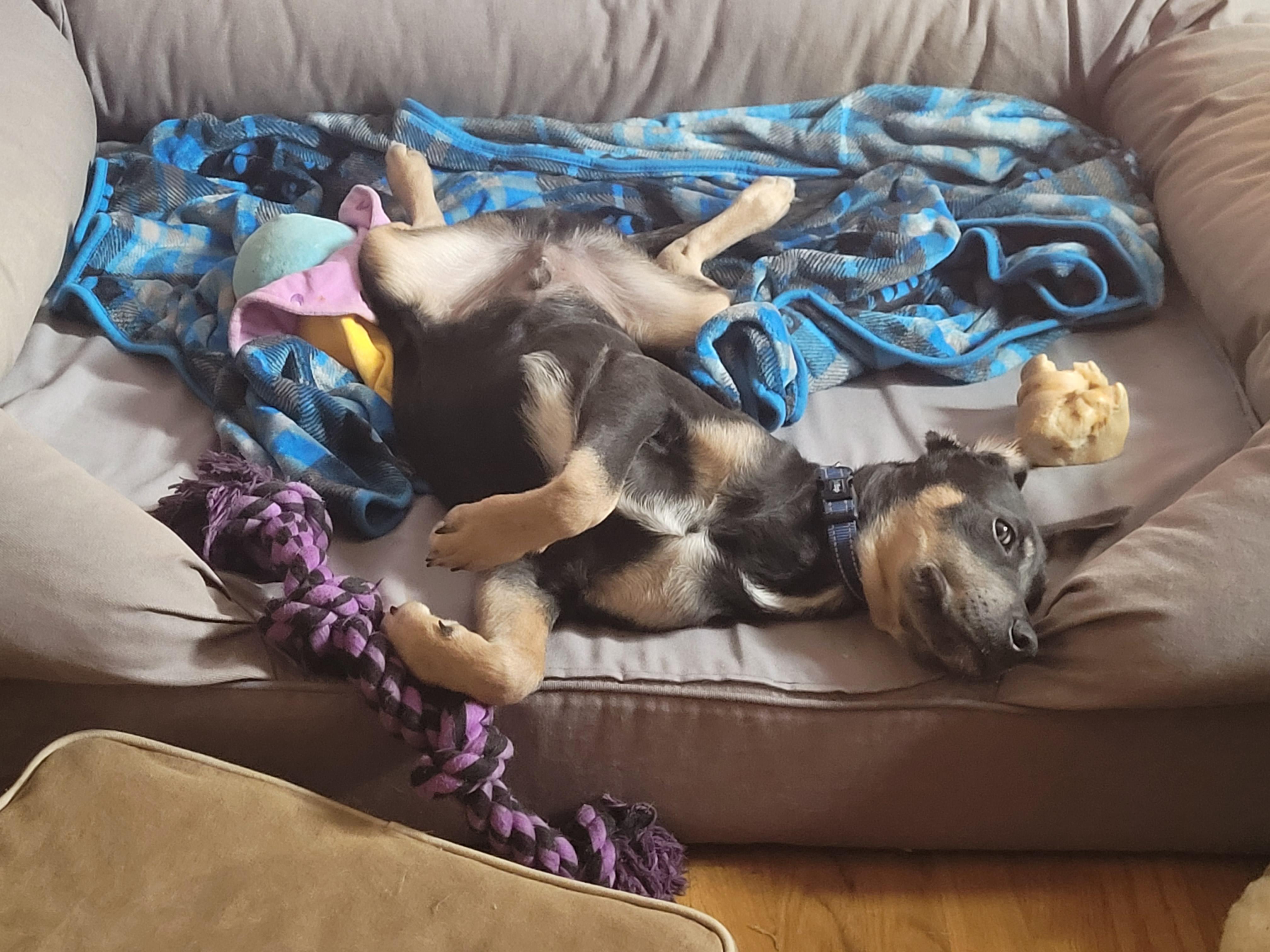 Enlarge Quade SS is in Maine, a ADOPTABLE mixed breed in Lewiston, ME image 6/6