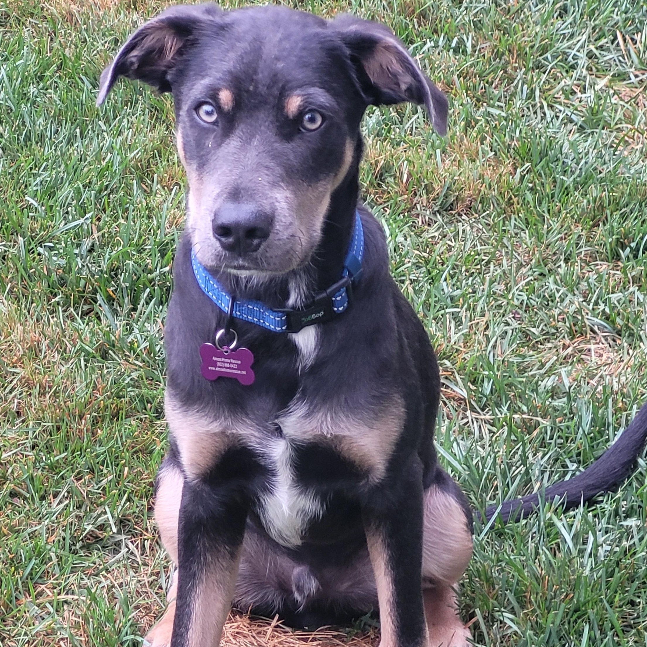 Enlarge Quade SS is in Maine, a ADOPTABLE mixed breed in Lewiston, ME image 3/6