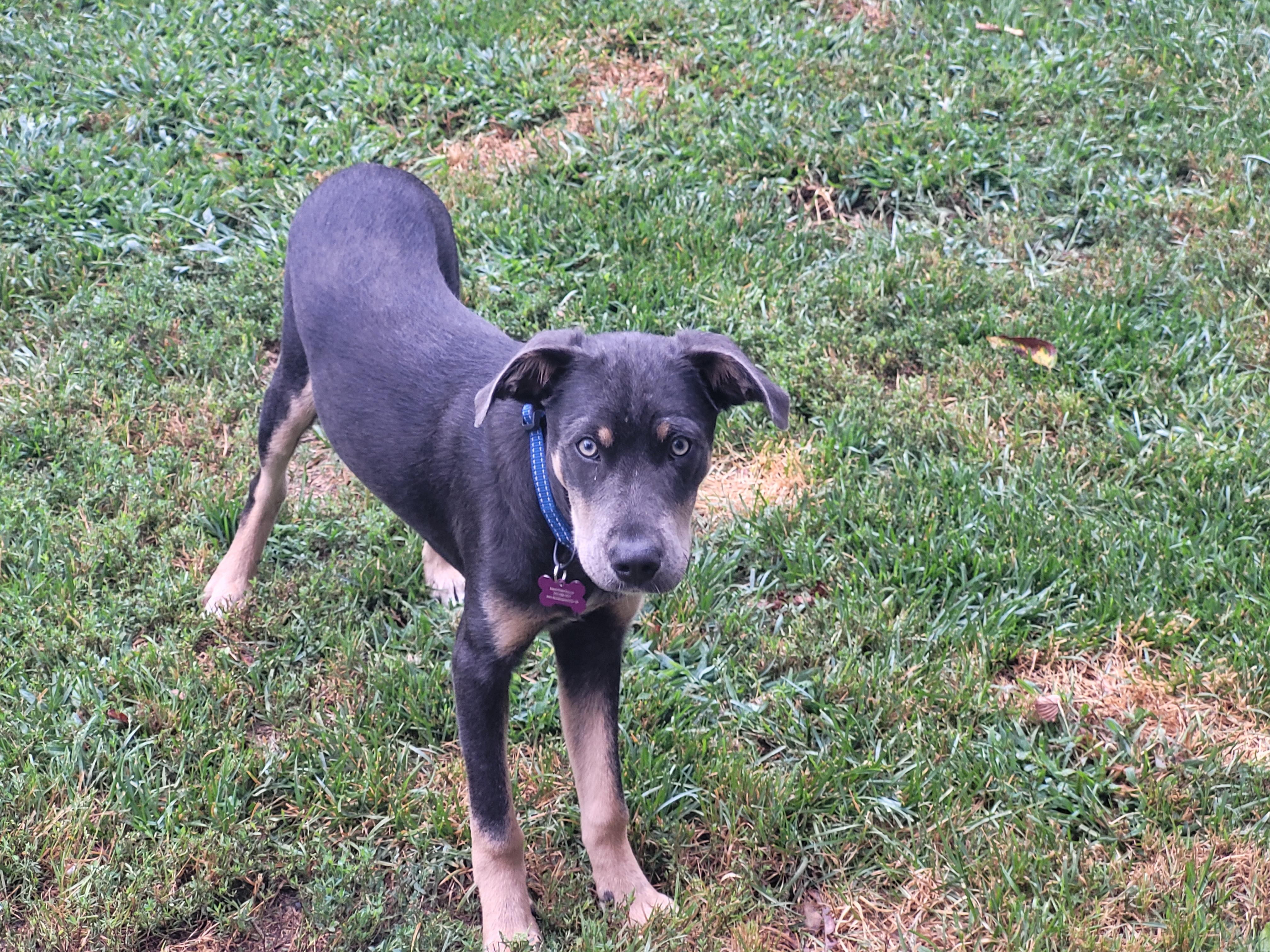 Enlarge Quade SS is in Maine, a ADOPTABLE mixed breed in Lewiston, ME image 2/6