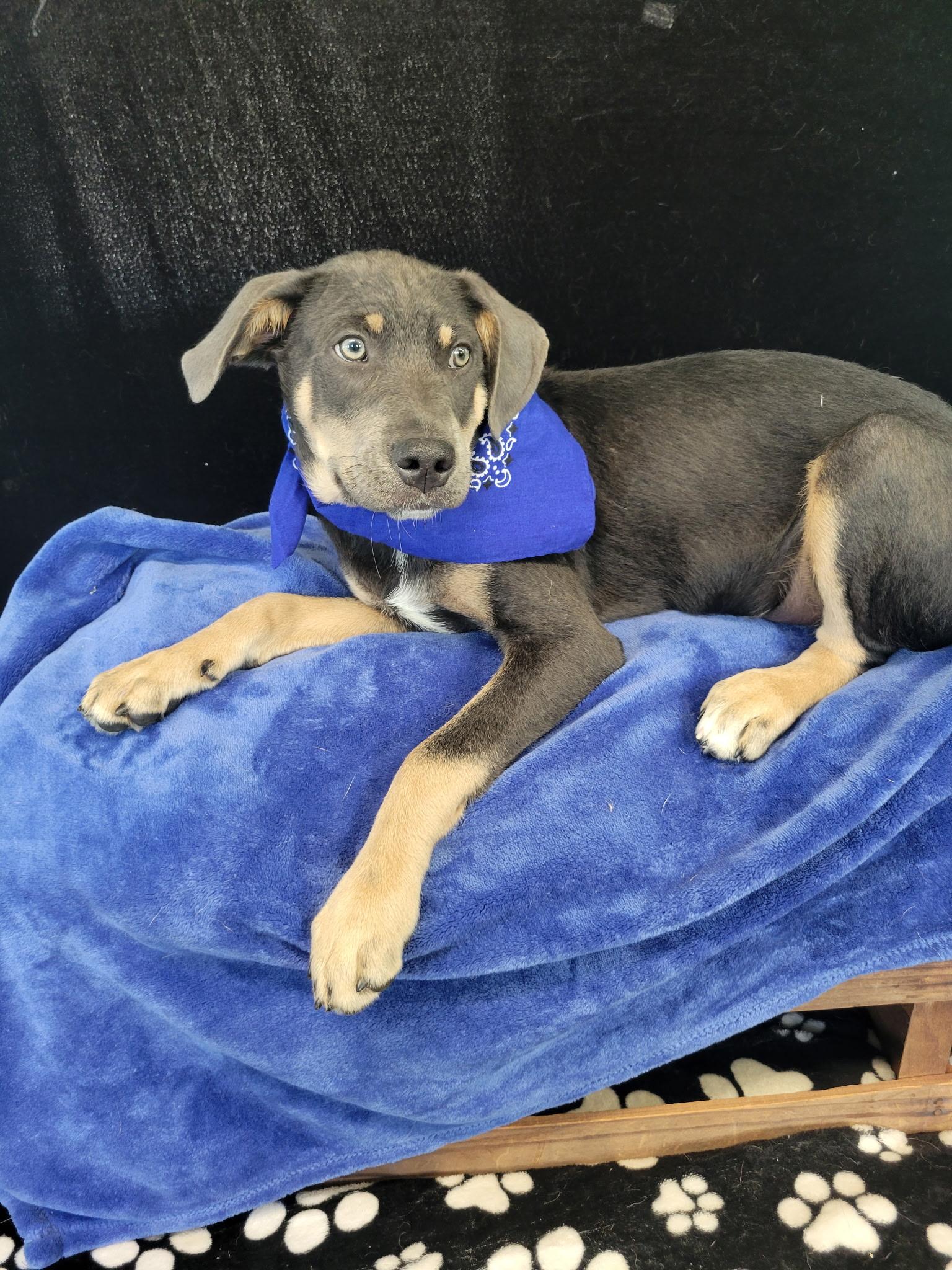Quade SS, a ADOPTABLE mixed breed in South Portland, ME image 4/4