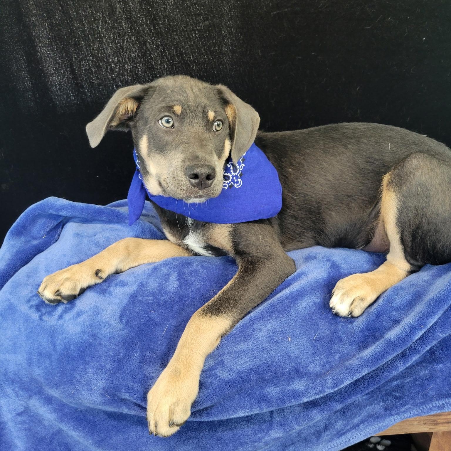 Quade SS is in Maine, a ADOPTABLE mixed breed in South Portland, ME image 1/4