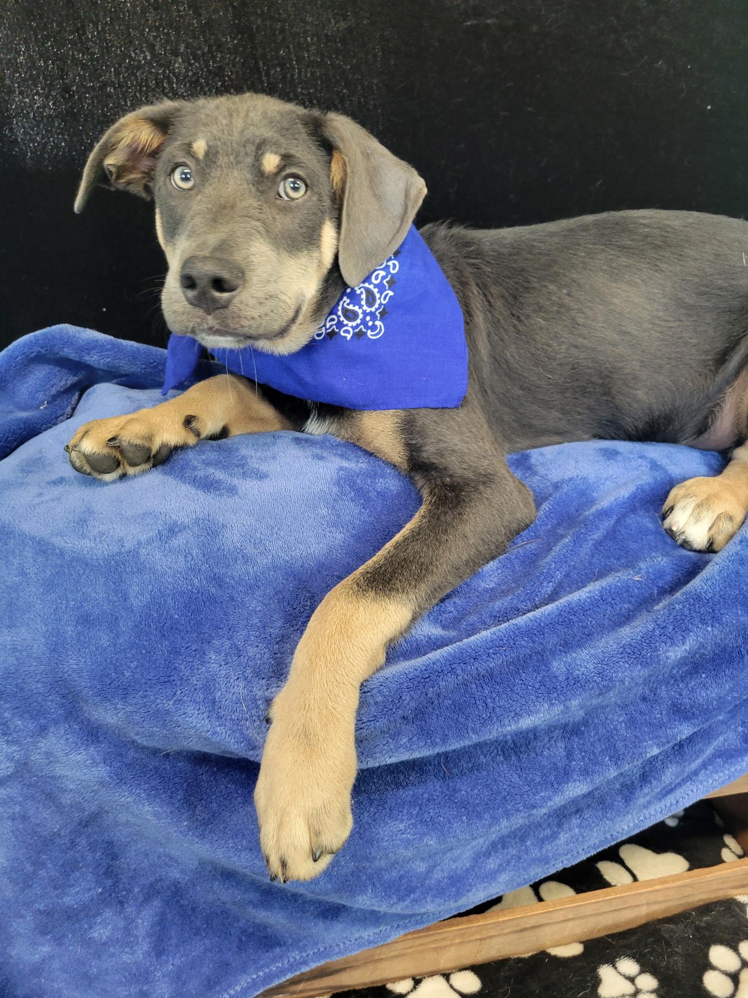 Quade SS, ADOPTABLE, Puppy Male Retriever.