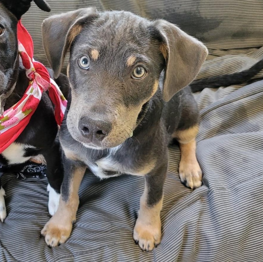 Quade SS is in Maine, a ADOPTABLE mixed breed in South Portland, ME image 2/4