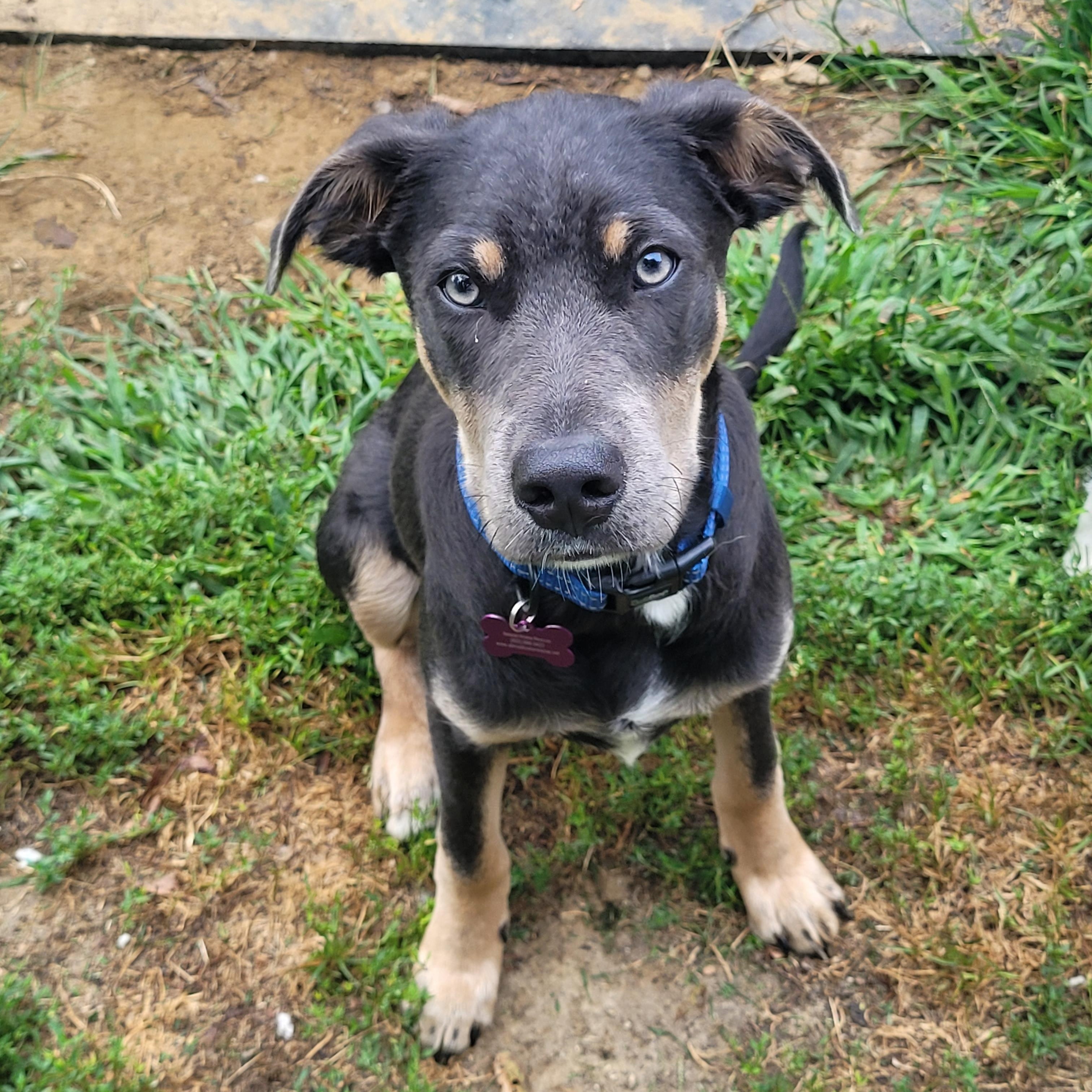 Enlarge Quade SS is in Maine, a ADOPTABLE mixed breed in Lewiston, ME image 1/6