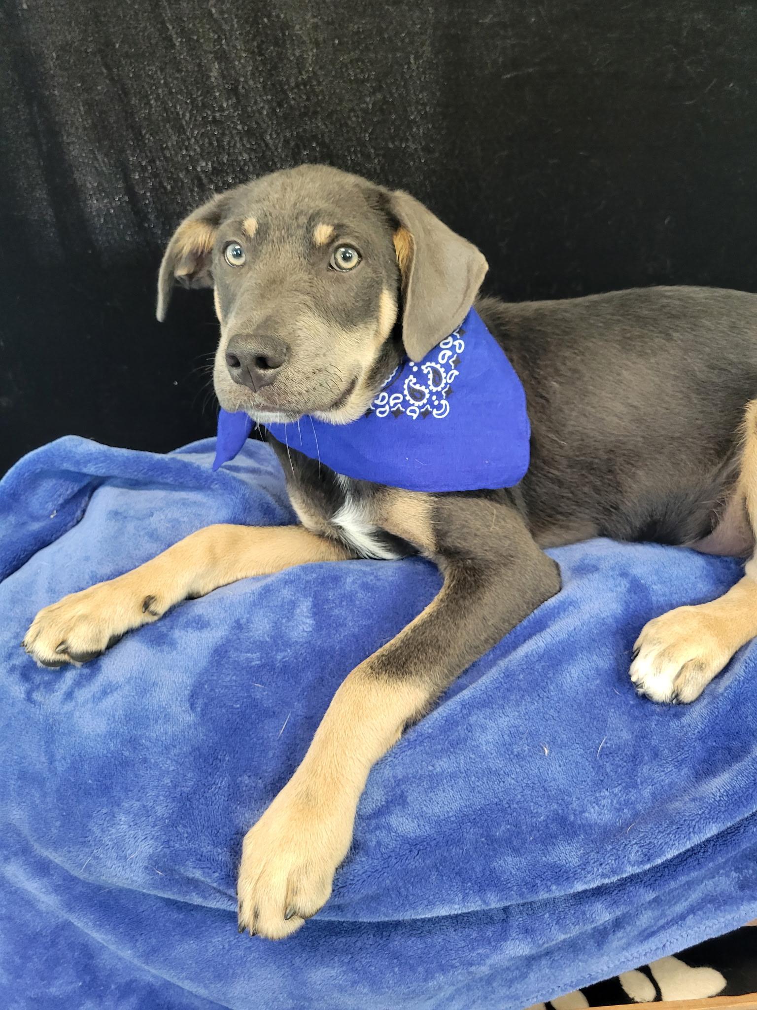 Quade SS, a ADOPTABLE mixed breed in South Portland, ME image 2/4