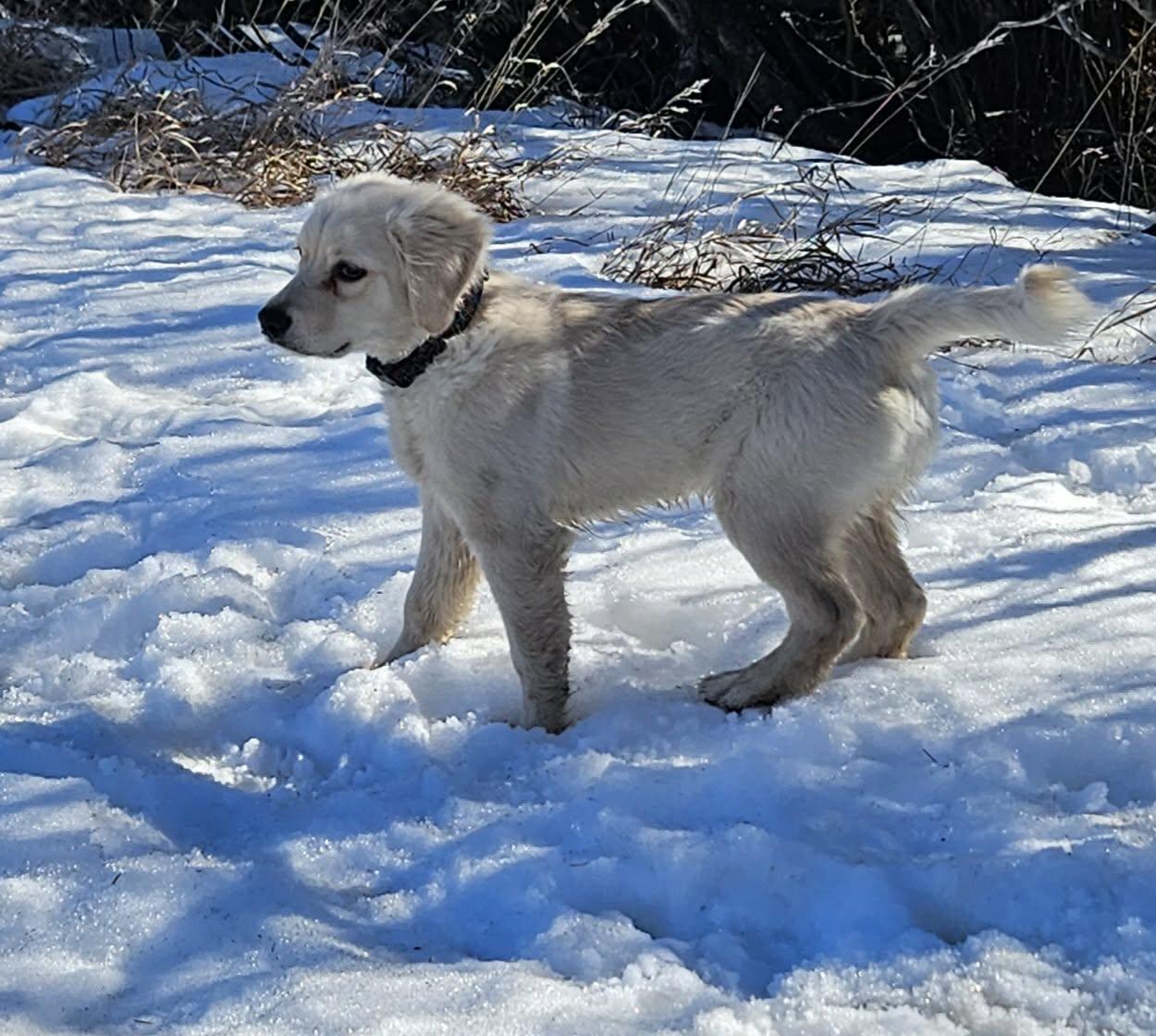 Enlarge Ace , a ADOPTABLE mixed breed in Saskatoon, SK image 6/6