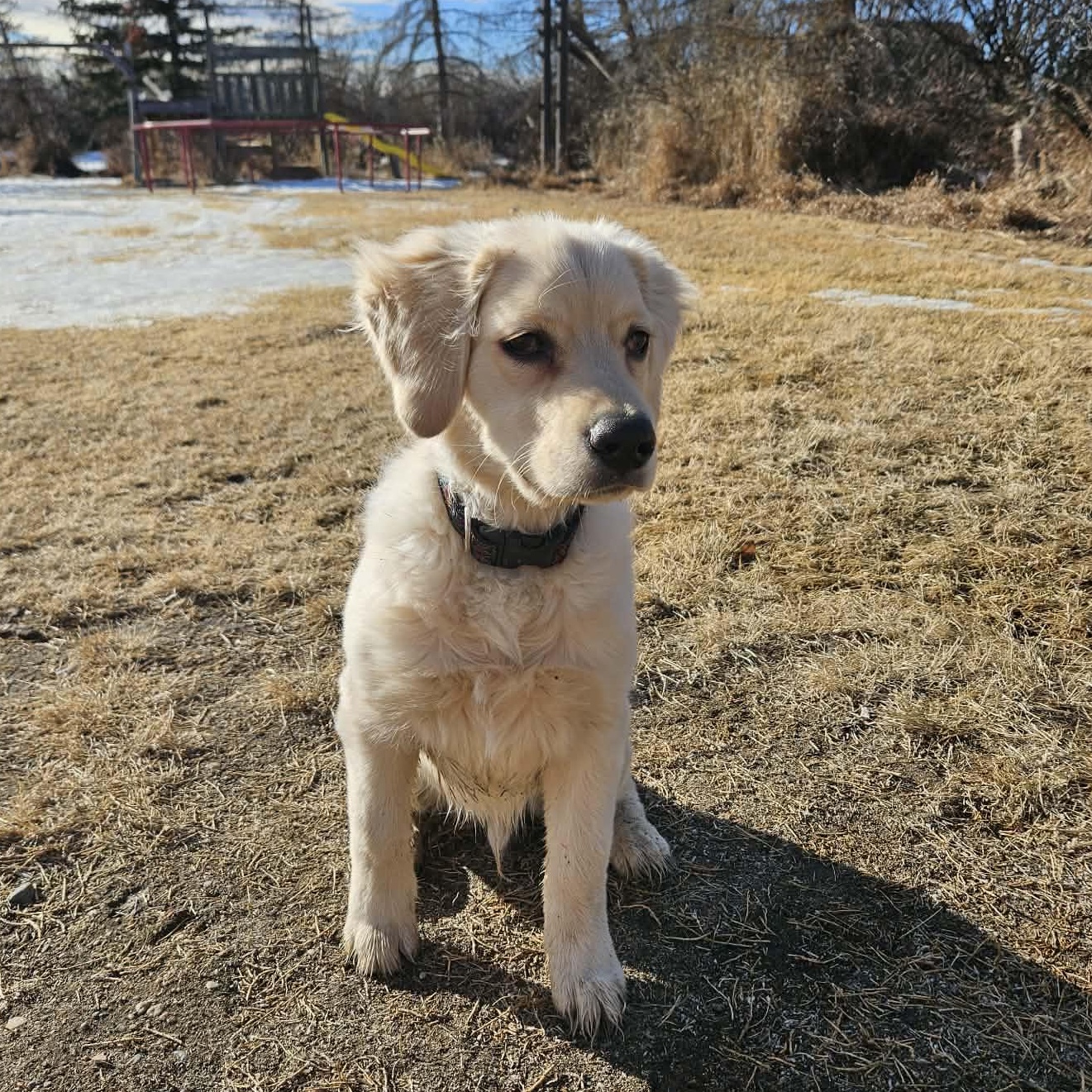Enlarge Ace , a ADOPTABLE mixed breed in Saskatoon, SK image 4/6