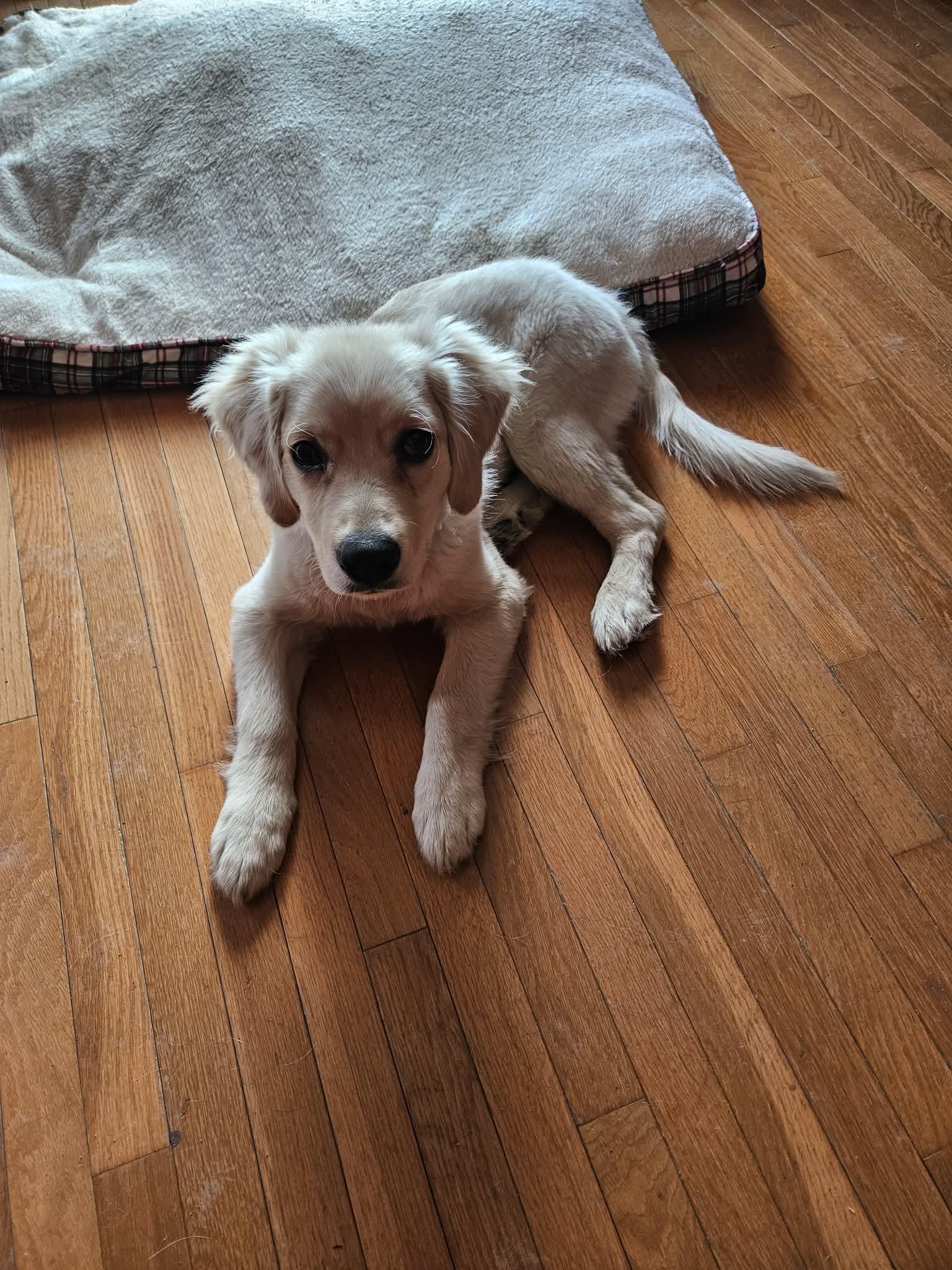 Enlarge Ace , a ADOPTABLE mixed breed in Saskatoon, SK image 2/6