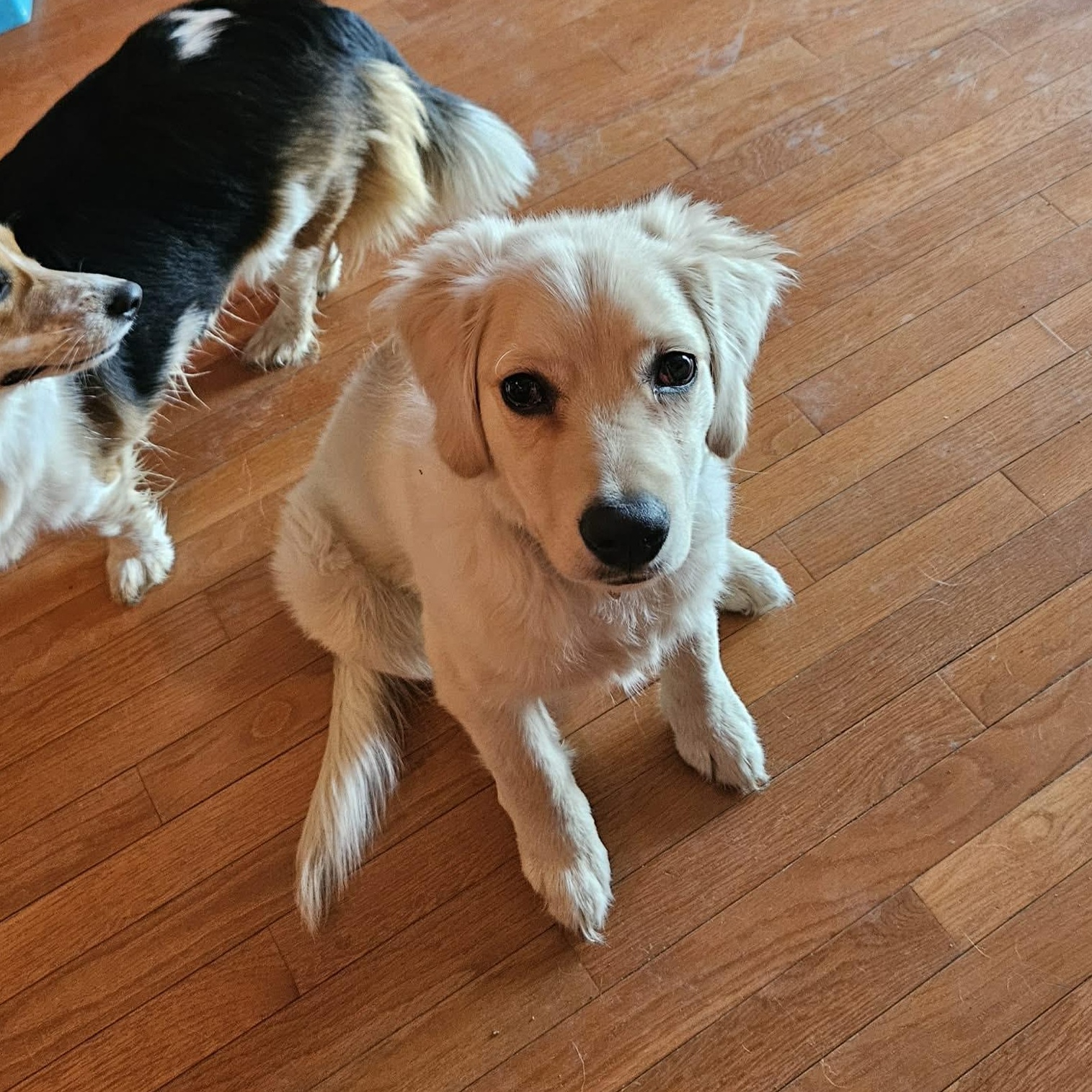 Ace , ADOPTABLE, Puppy Male Golden Retriever.