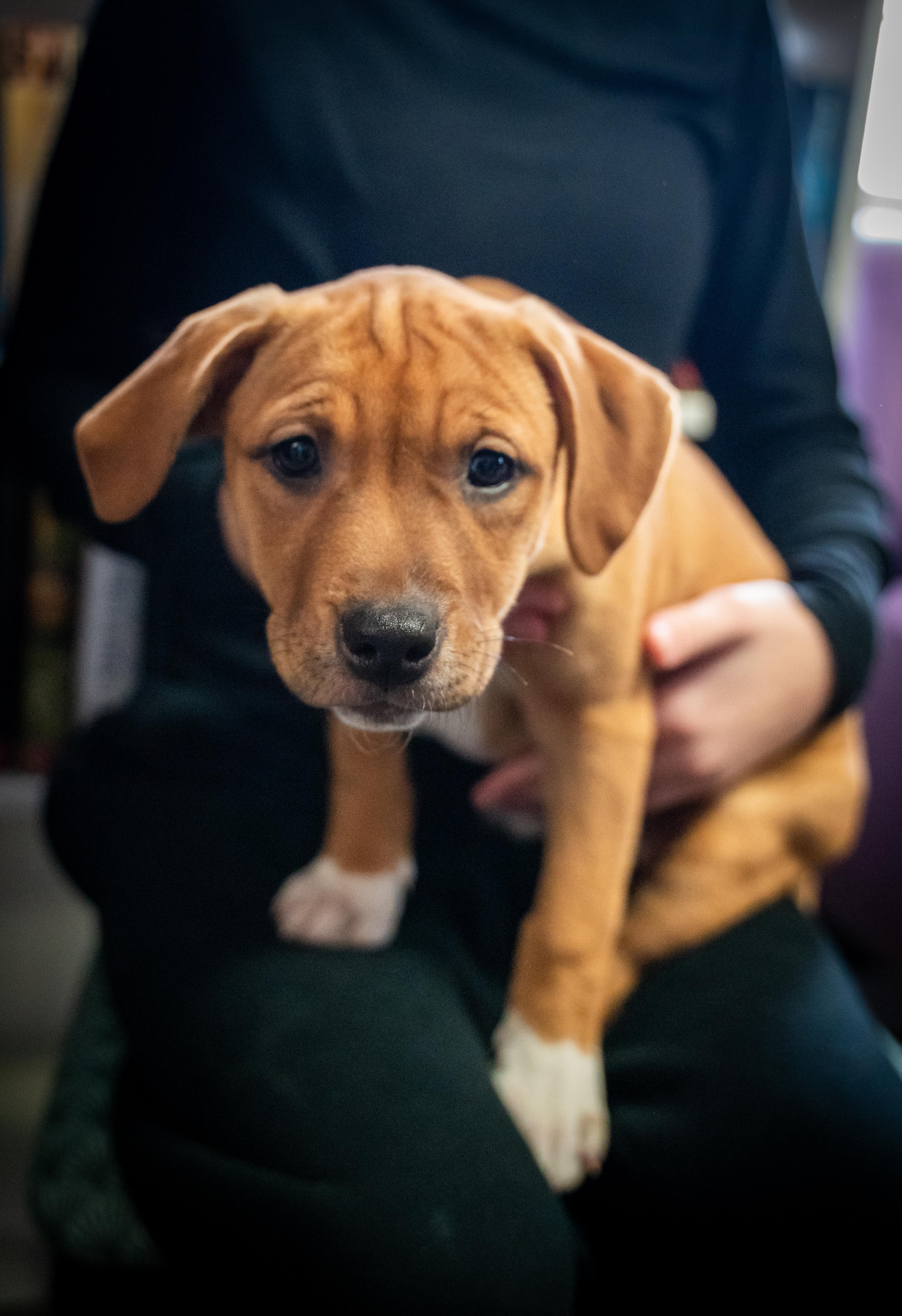 Buckle - From the Fastener 11, Adoptable, Puppy Female Retriever & Pit Bull Terrier.