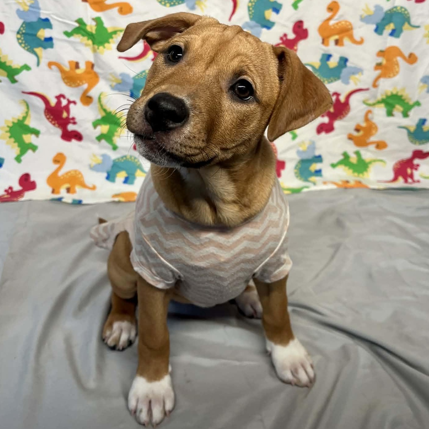 Buckle  From The thumbnail 2