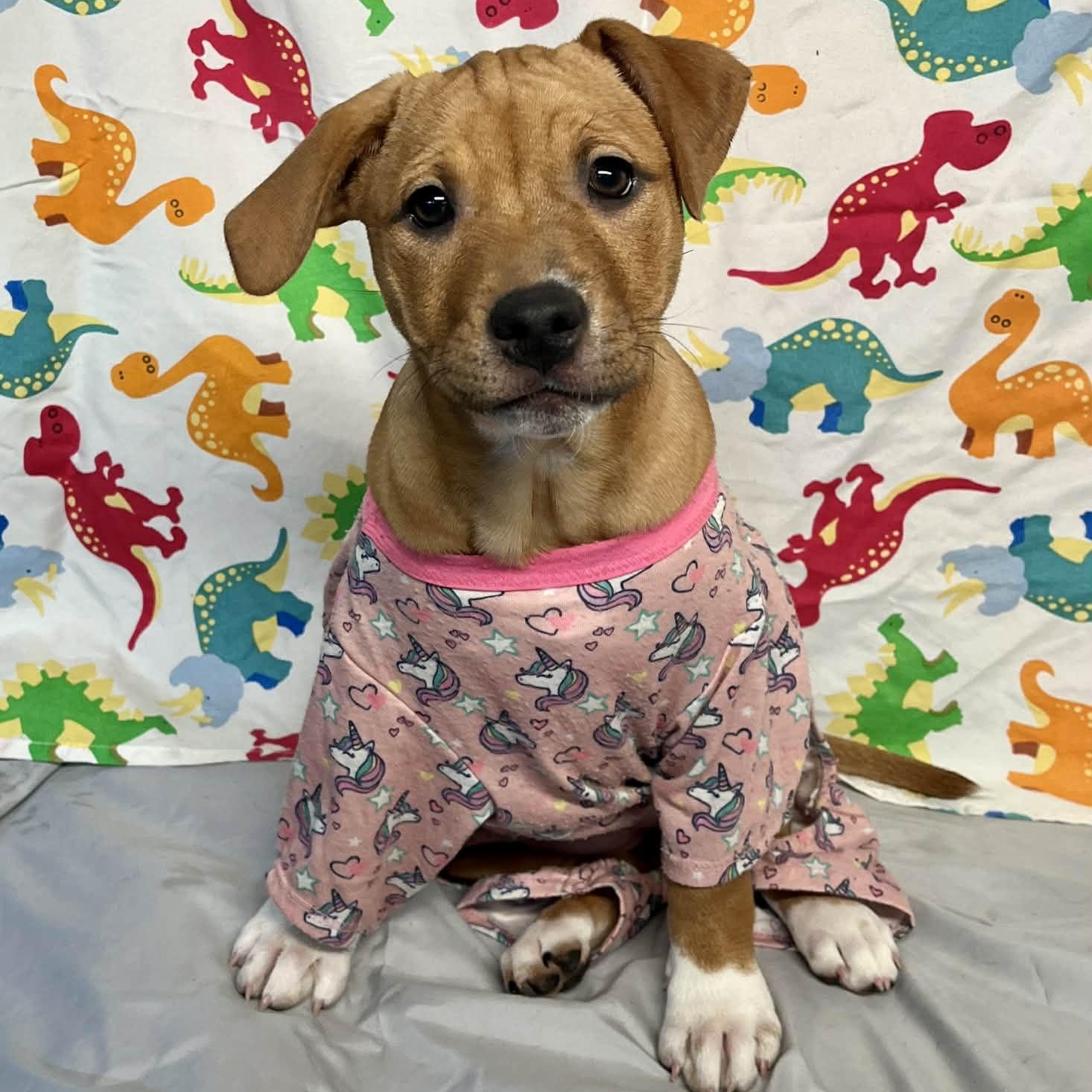 Buckle - From the Fastener 11, Adoptable, Puppy Female Retriever & Pit Bull Terrier.