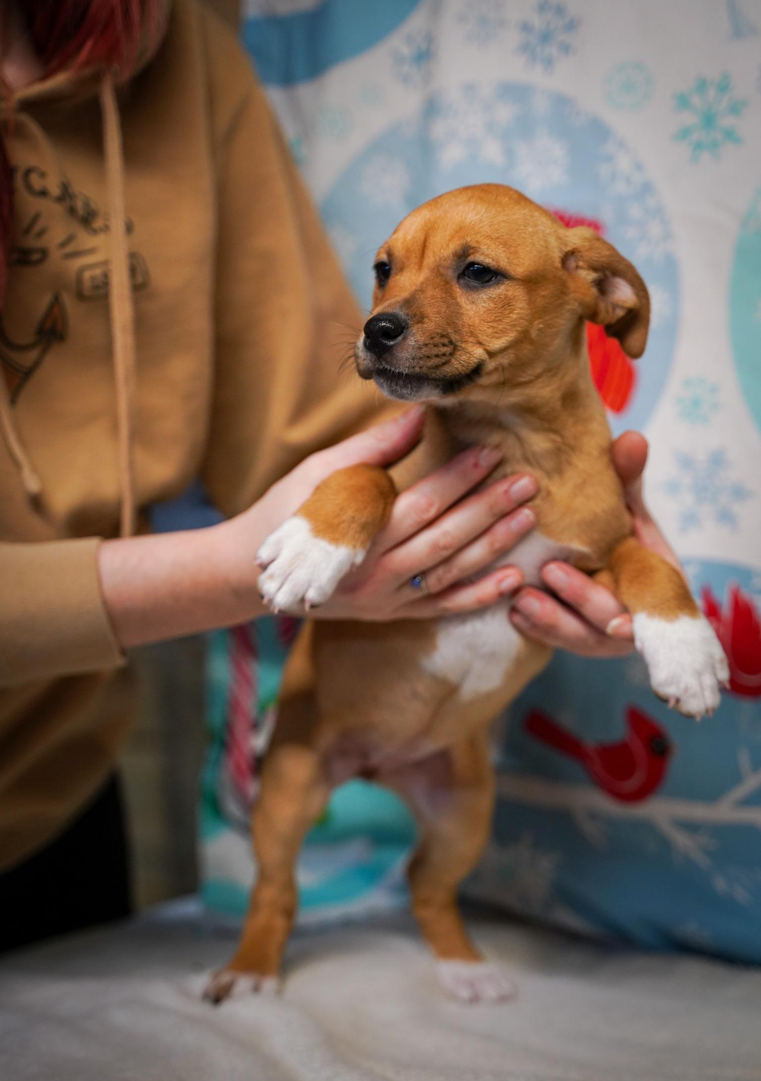 Buckle - From the Fastener 11, a Adoptable mixed breed in Kentwood, MI image 3/5