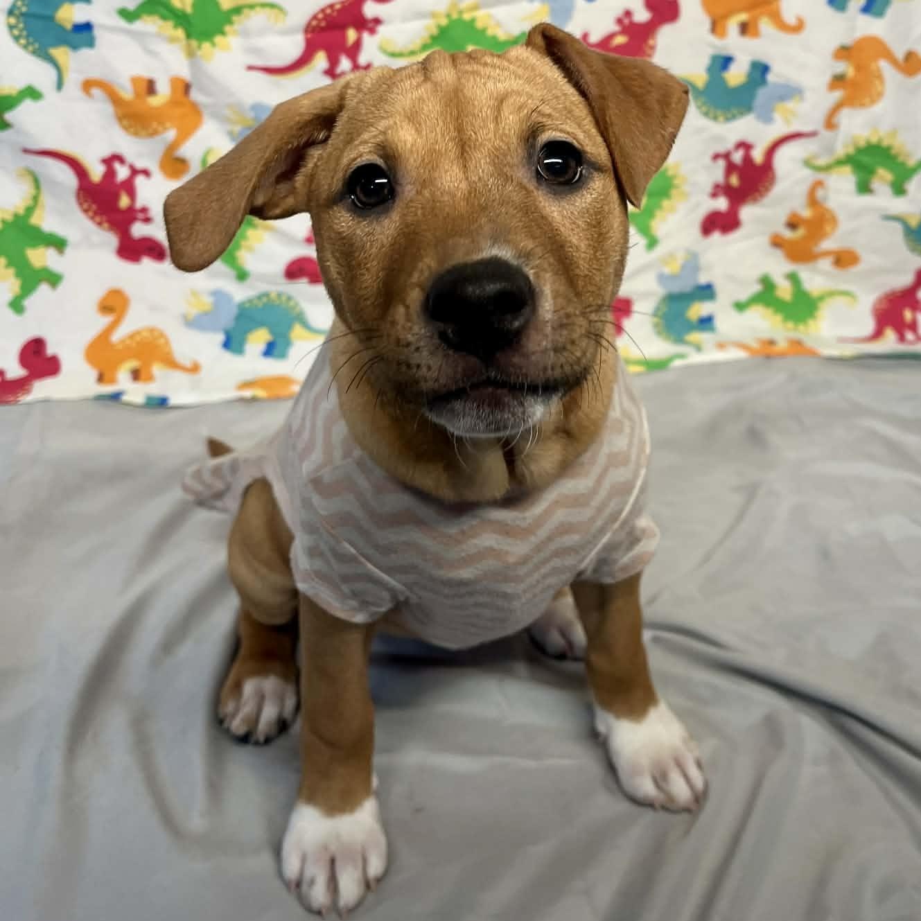 Buckle  From The thumbnail 4