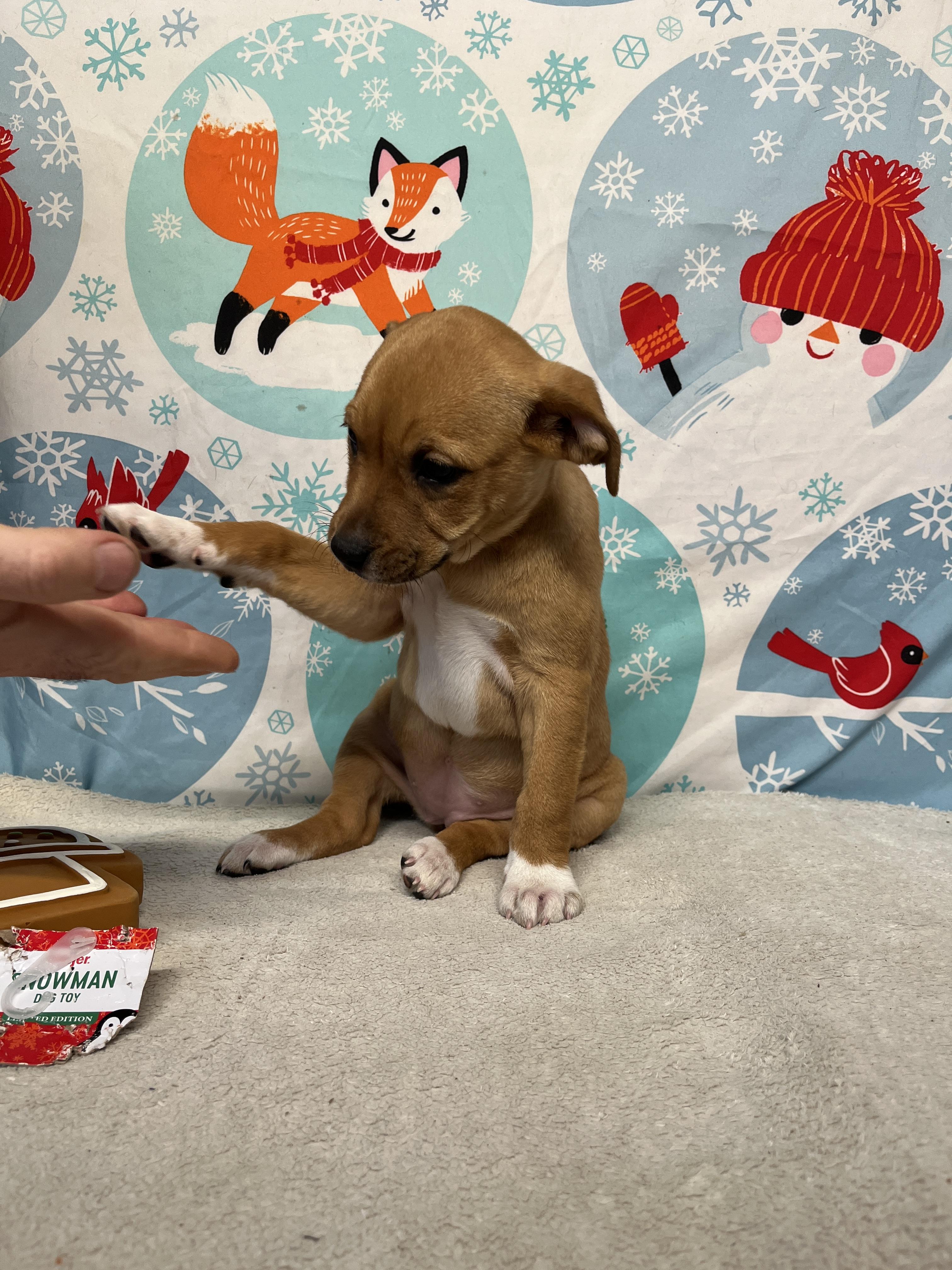 Buckle - From the Fastener 11, a Adoptable mixed breed in Kentwood, MI image 4/5