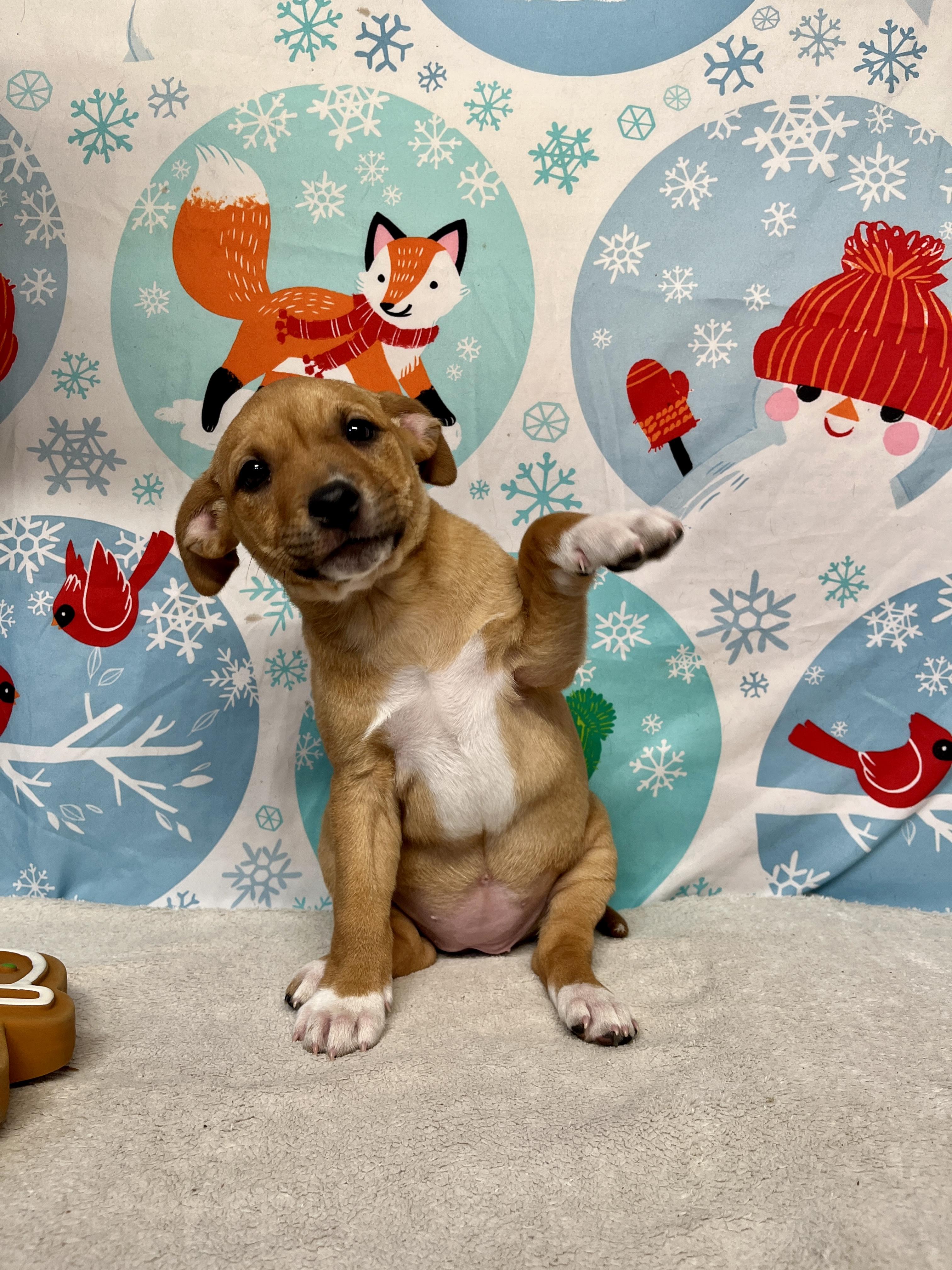 Buckle - From the Fastener 11, a Adoptable mixed breed in Kentwood, MI image 1/5