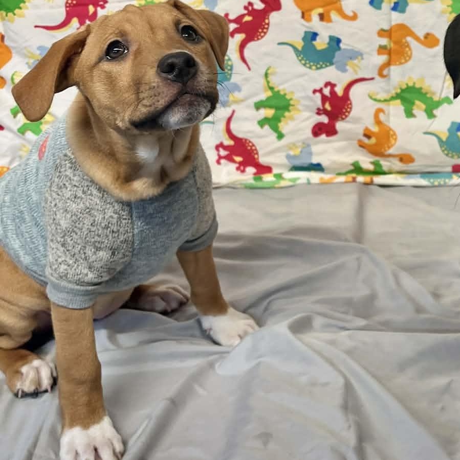 Buckle  From The thumbnail 6