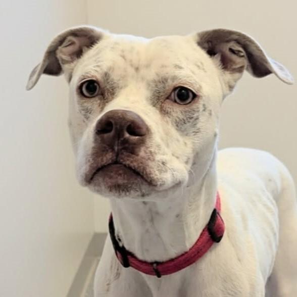 Enlarge Reena, a Adoptable mixed breed in Yankton, SD image 2/6