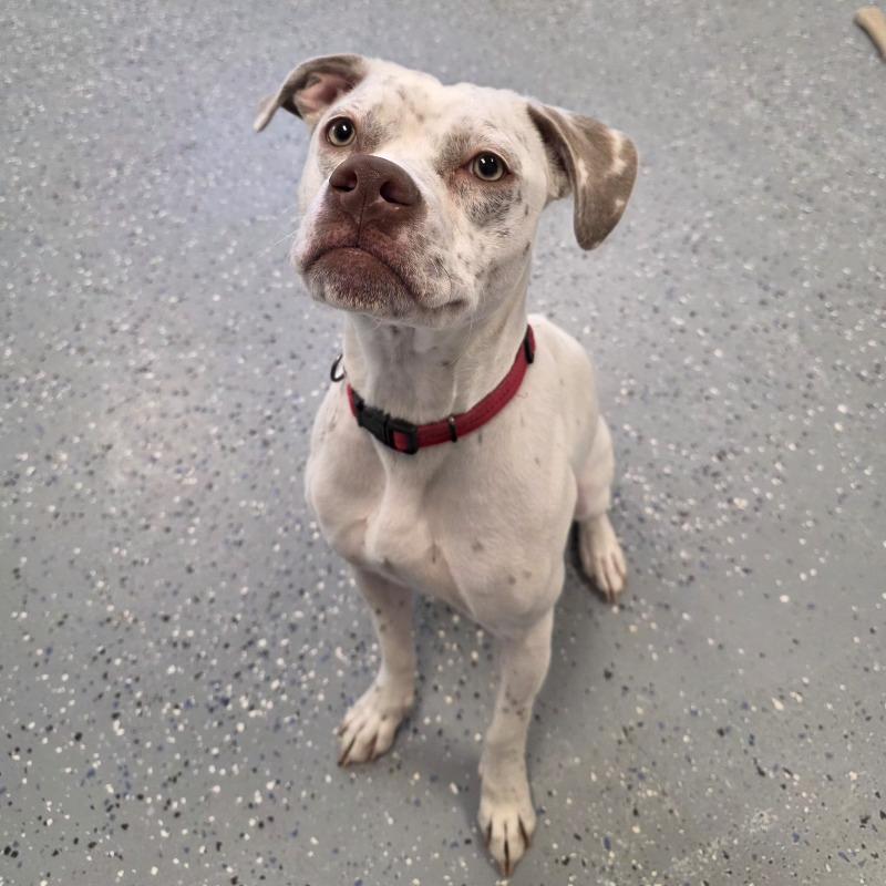 Enlarge Reena, a Adoptable mixed breed in Yankton, SD image 3/6