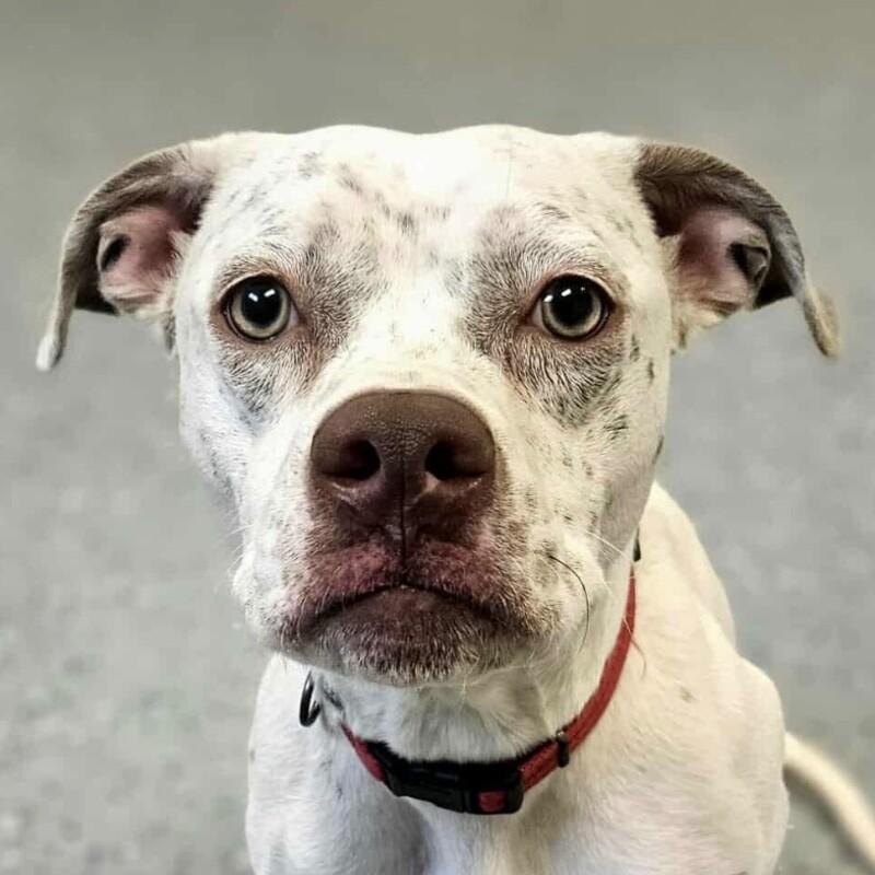 Enlarge Reena, a Adoptable mixed breed in Yankton, SD image 4/6