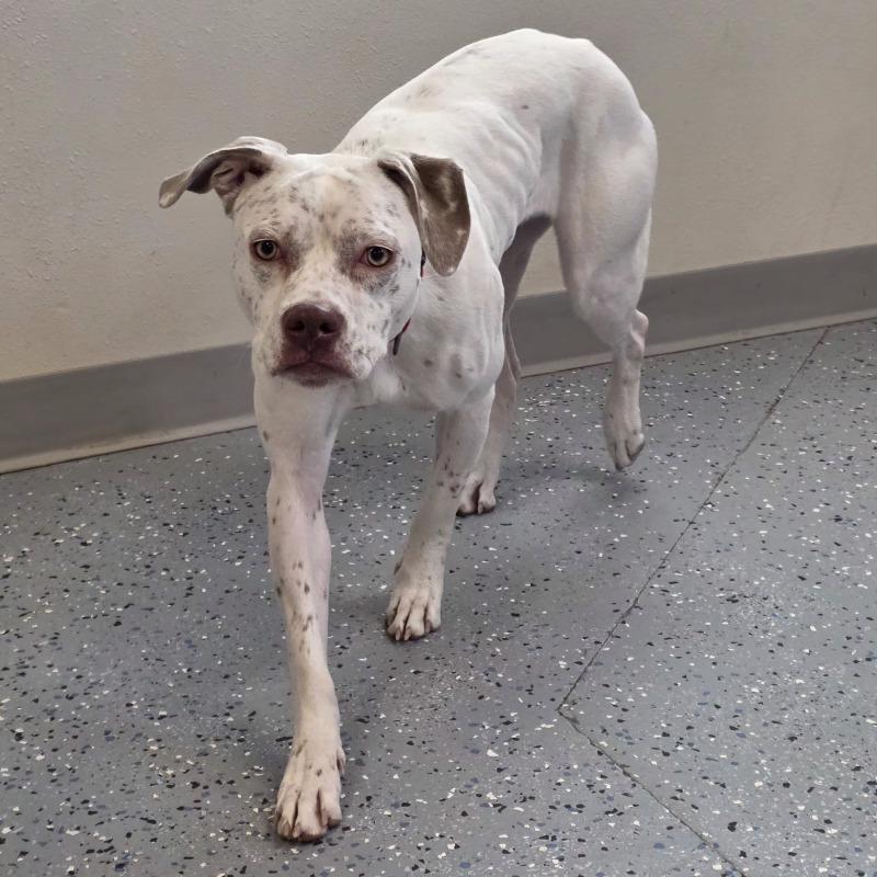 Enlarge Reena, a Adoptable mixed breed in Yankton, SD image 5/6