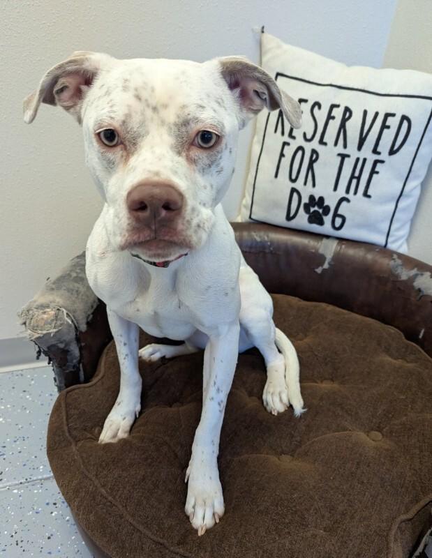 Enlarge Reena, a Adoptable mixed breed in Yankton, SD image 6/6