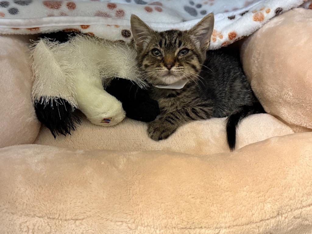 Mocha, Adoptable, Young Male Domestic Short Hair.