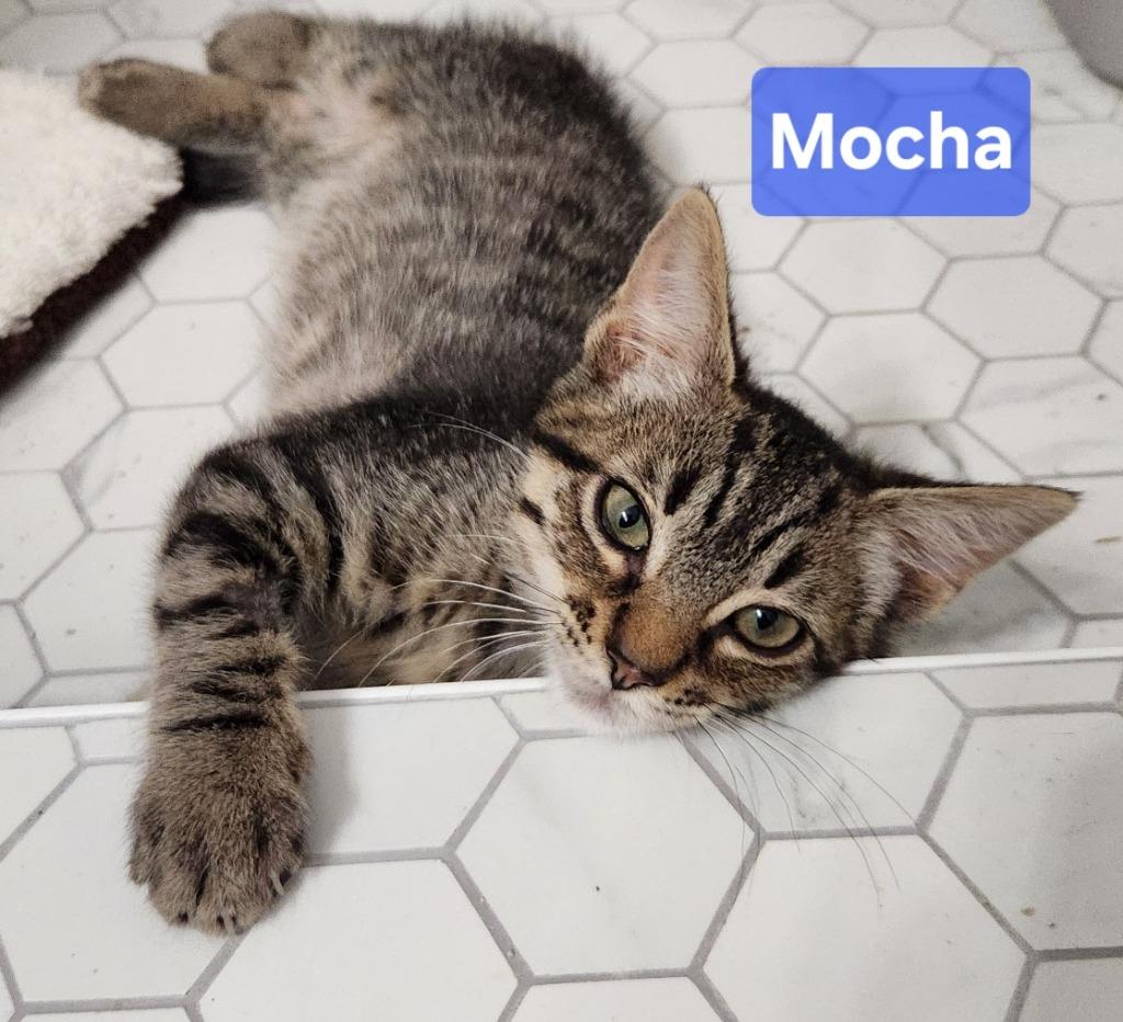 Enlarge Mocha, a Adoptable mixed breed in San Jacinto, CA image 2/2