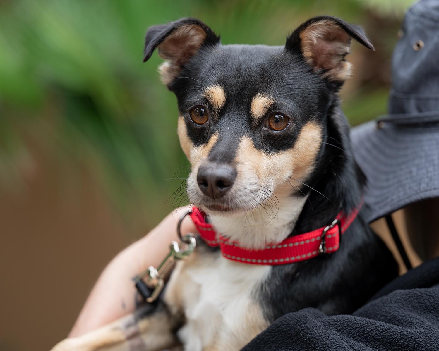 Wes, ADOPTABLE, Young Male Chihuahua & Miniature Pinscher.