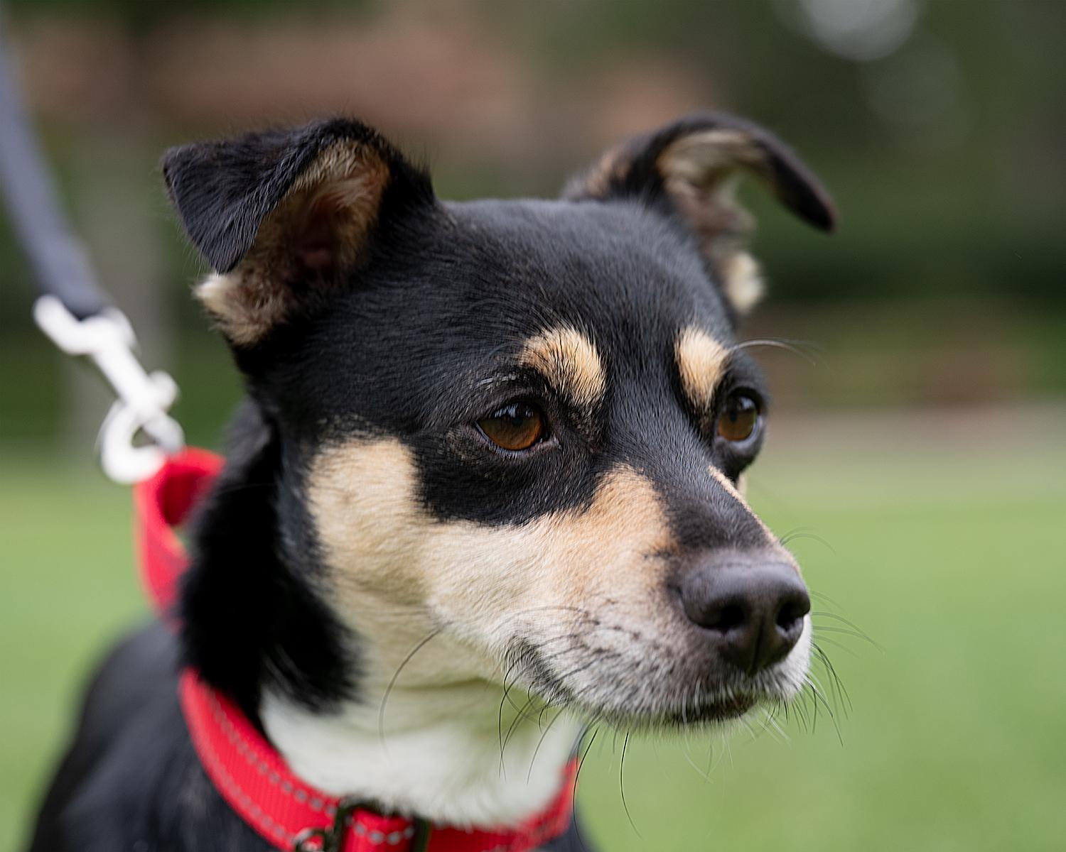 Enlarge Wes, a ADOPTABLE mixed breed in Corona Del Mar, CA image 2/5