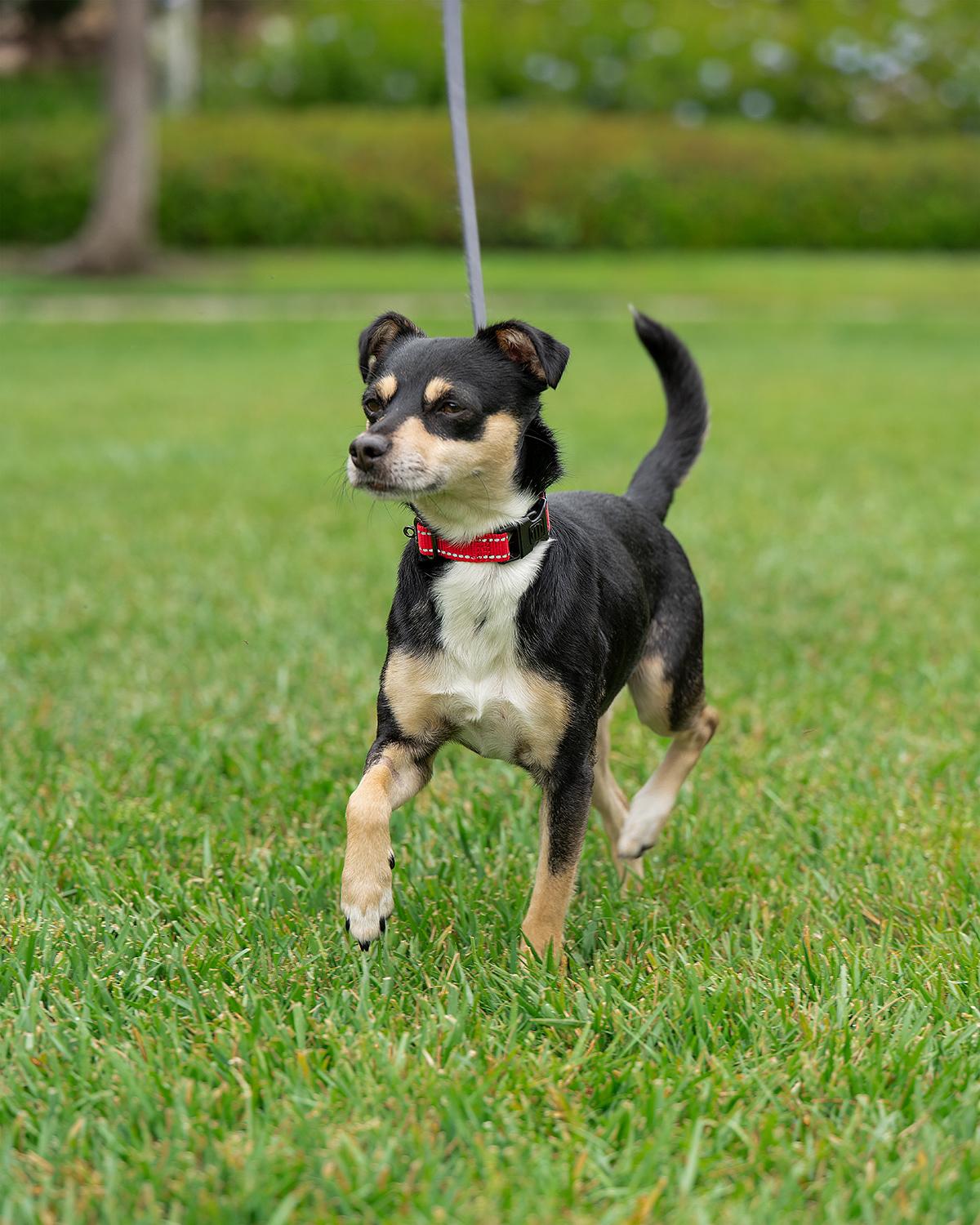 Enlarge Wes, a ADOPTABLE mixed breed in Corona Del Mar, CA image 3/5