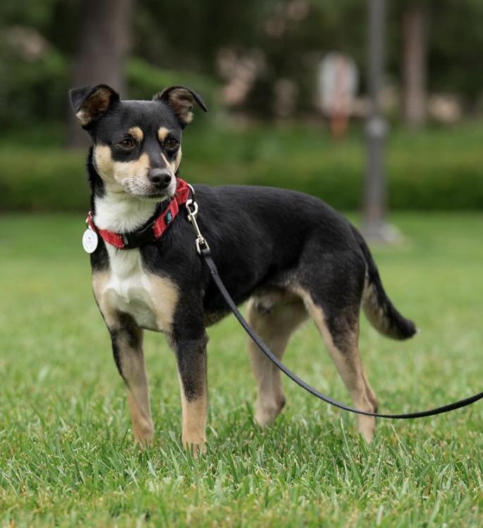 Enlarge Wes, a ADOPTABLE mixed breed in Corona Del Mar, CA image 4/5