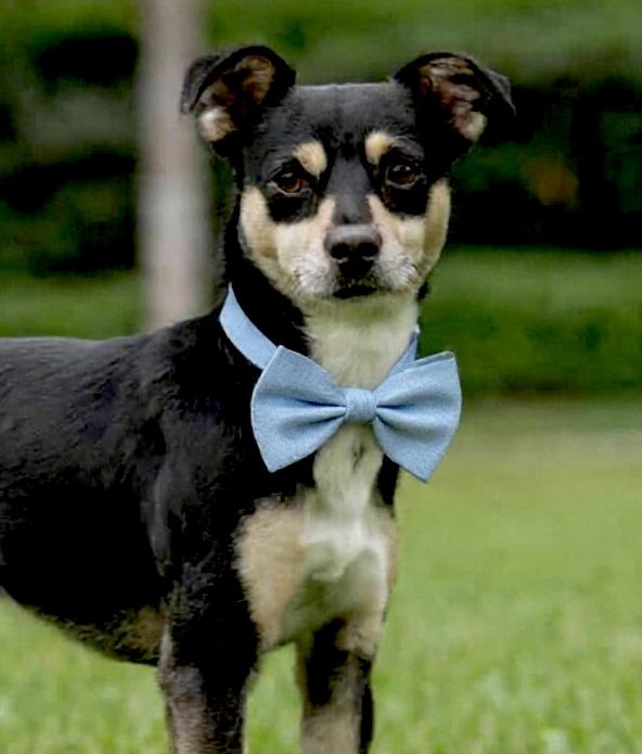 Enlarge Wes, a ADOPTABLE mixed breed in Corona Del Mar, CA image 5/5