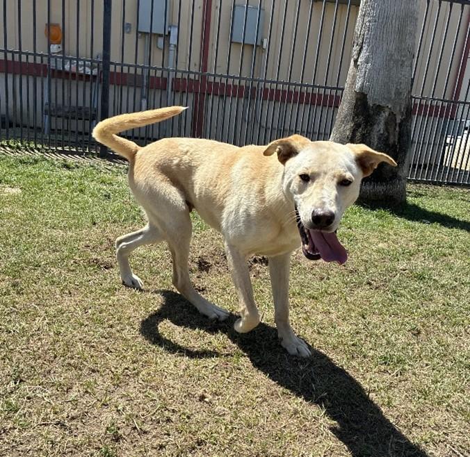 Enlarge Harley , an adopted Labrador Retriever in Delano, CA image 1/2